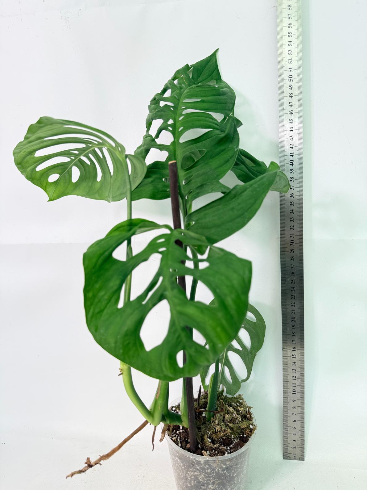 Monstera Epipremnoides Esqueleto 6