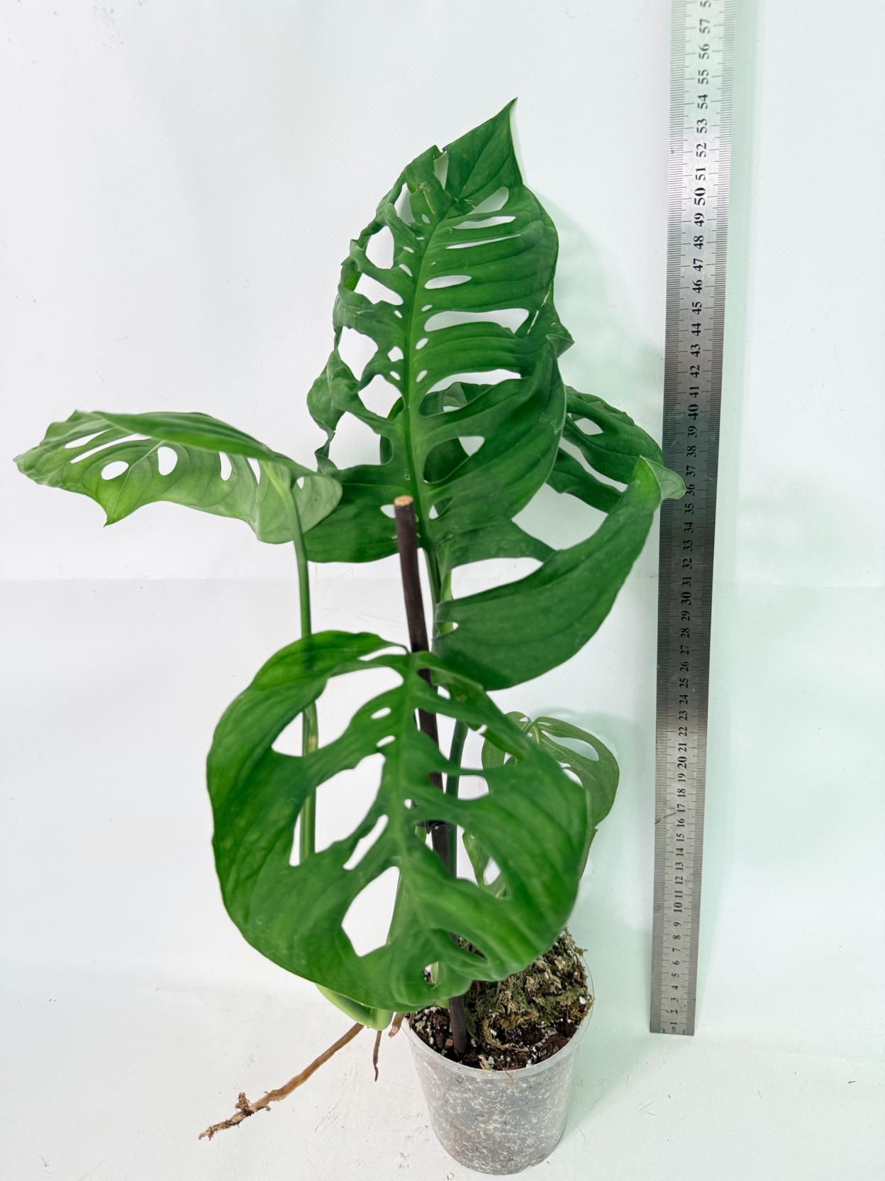 Monstera Epipremnoides Esqueleto 3