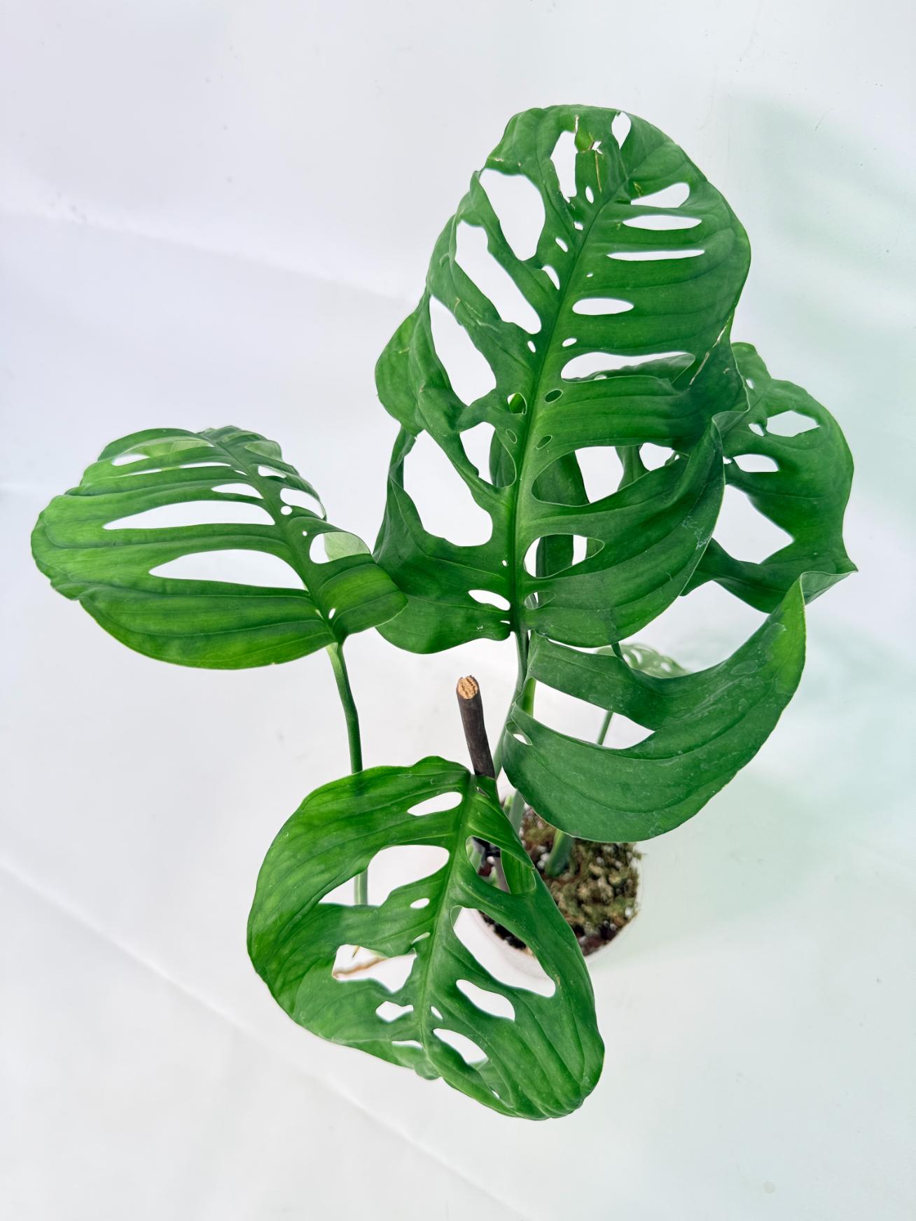 Monstera Epipremnoides Esqueleto 1