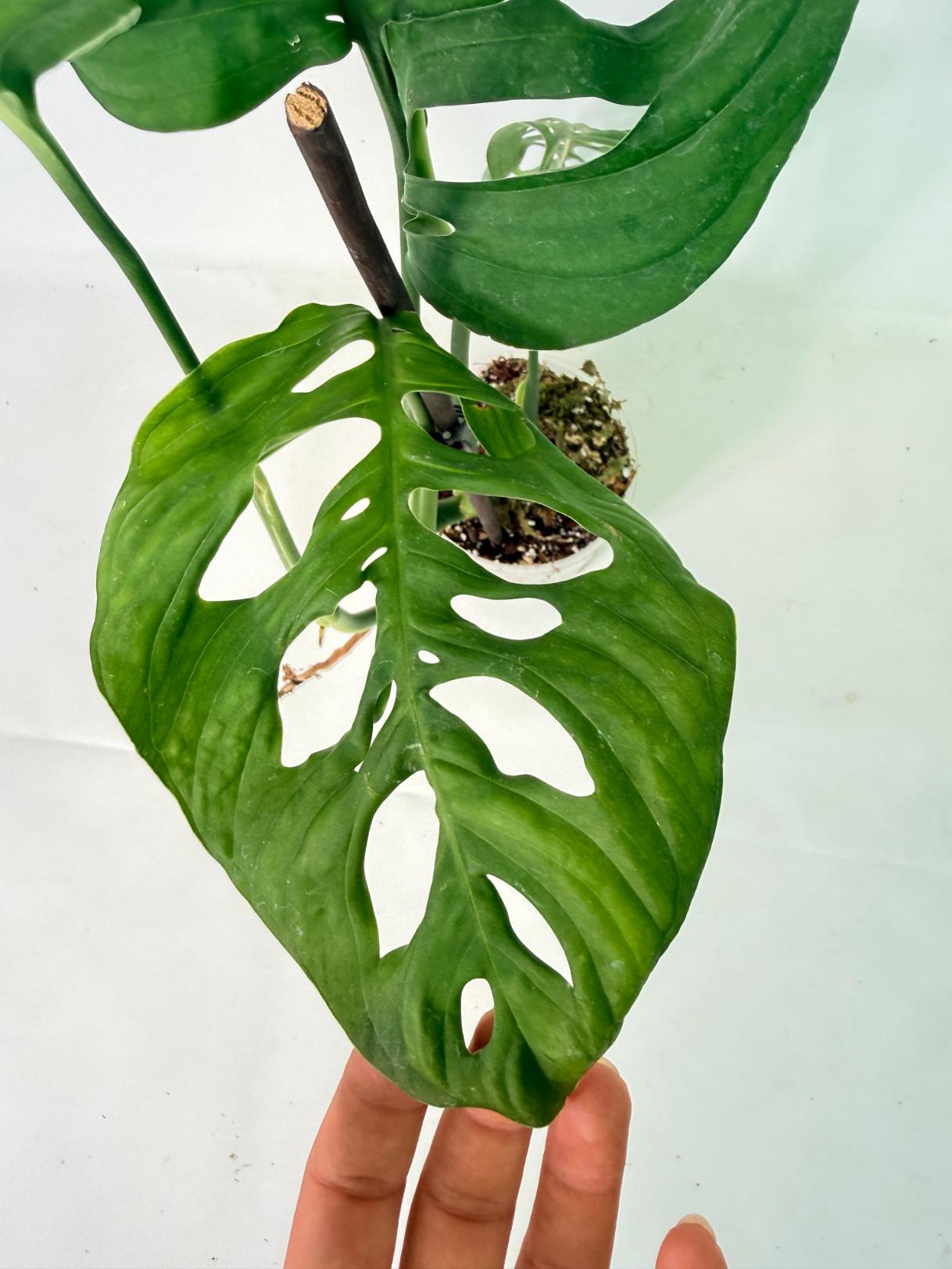 Monstera Epipremnoides Esqueleto 8