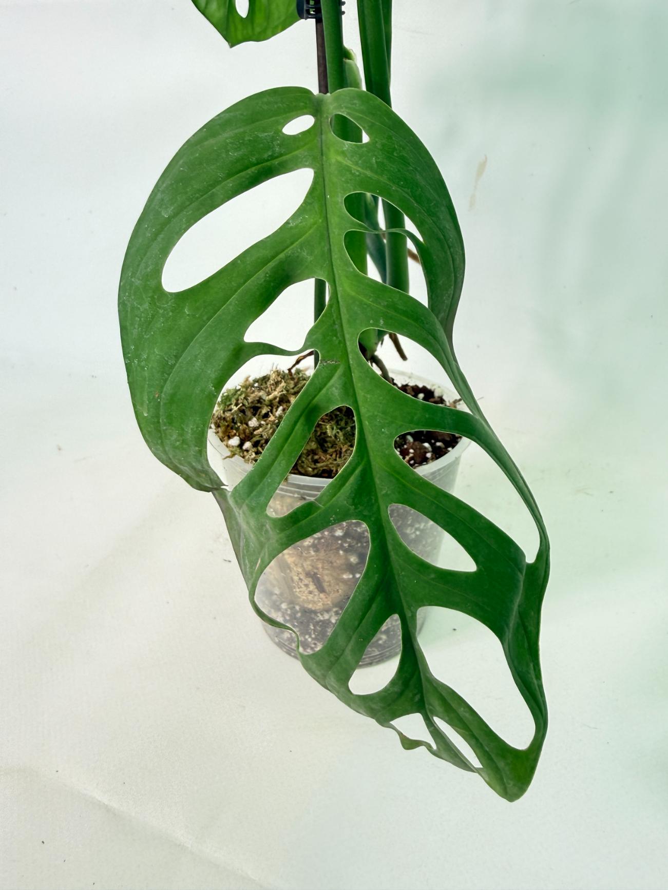 Monstera Epipremnoides Esqueleto 4
