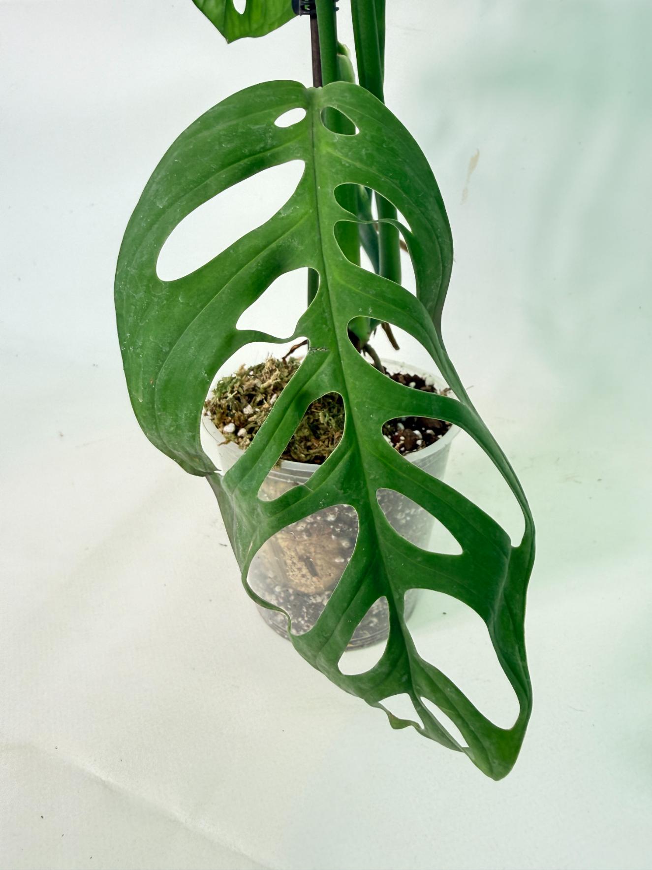 Monstera Epipremnoides Esqueleto 5