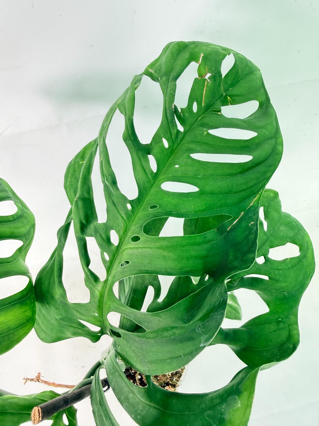 Monstera Epipremnoides Esqueleto 7