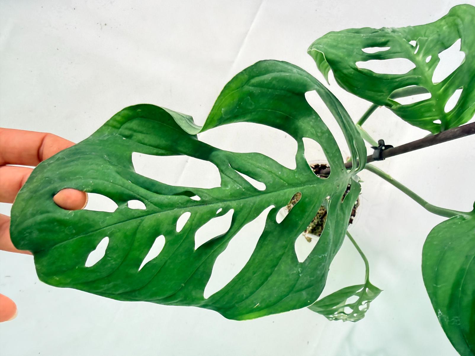 Monstera Epipremnoides Esqueleto 10
