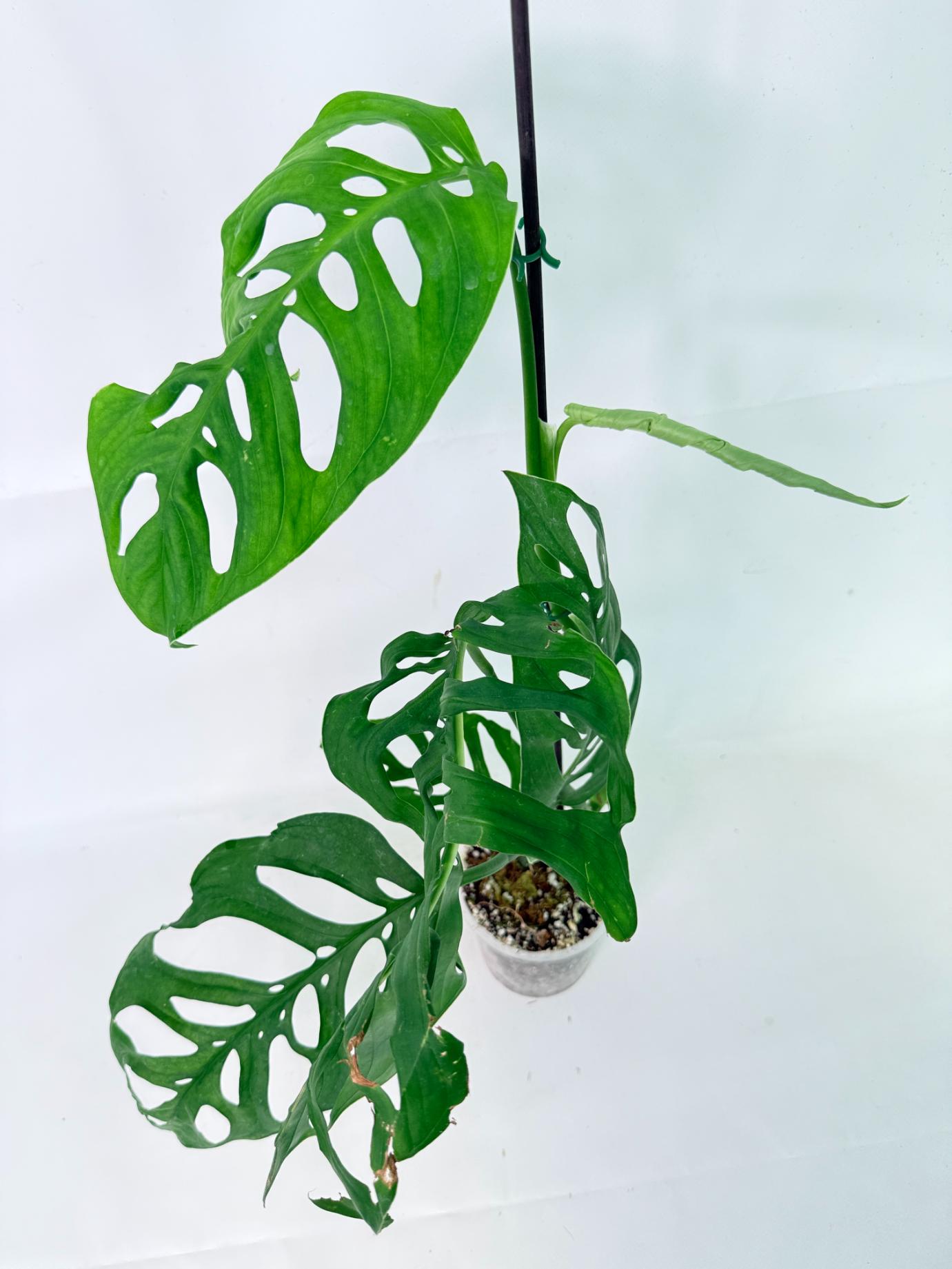Monstera Epipremnoides Esqueleto 1