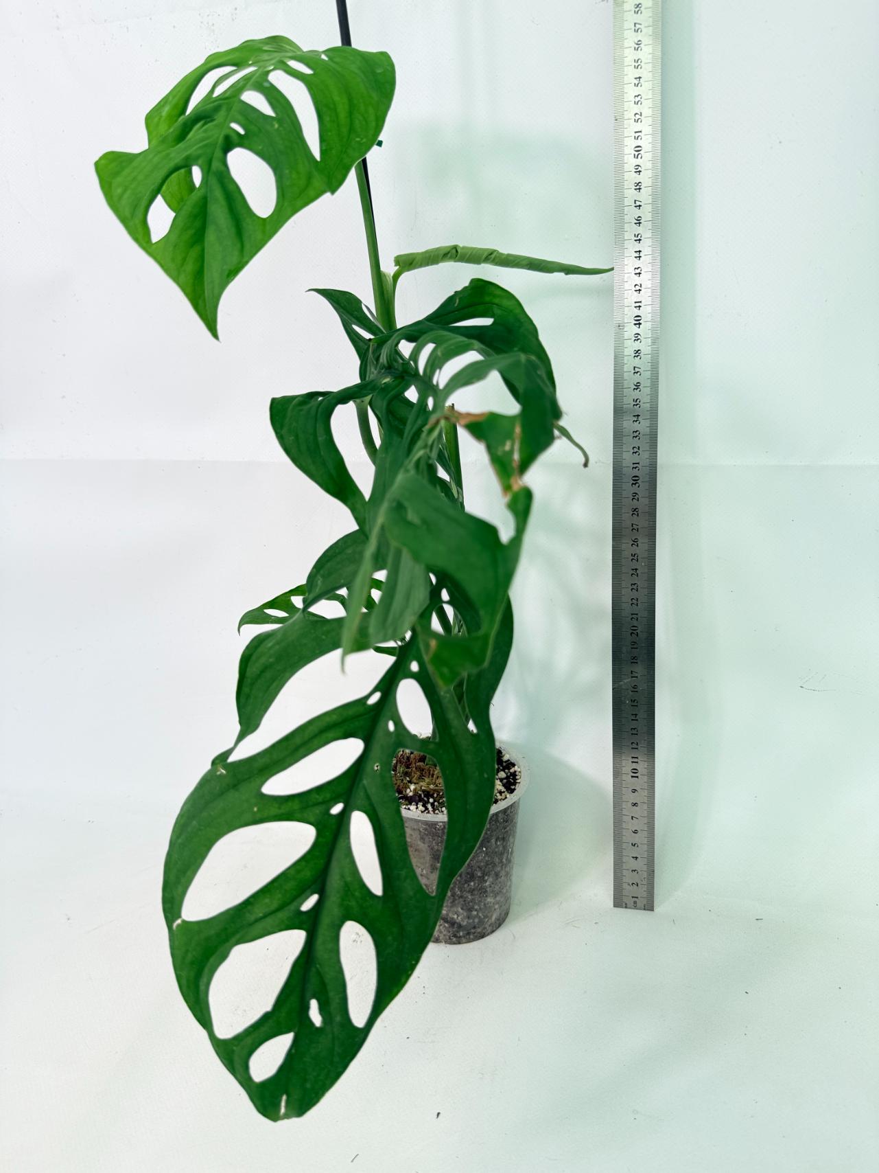 Monstera Epipremnoides Esqueleto 8