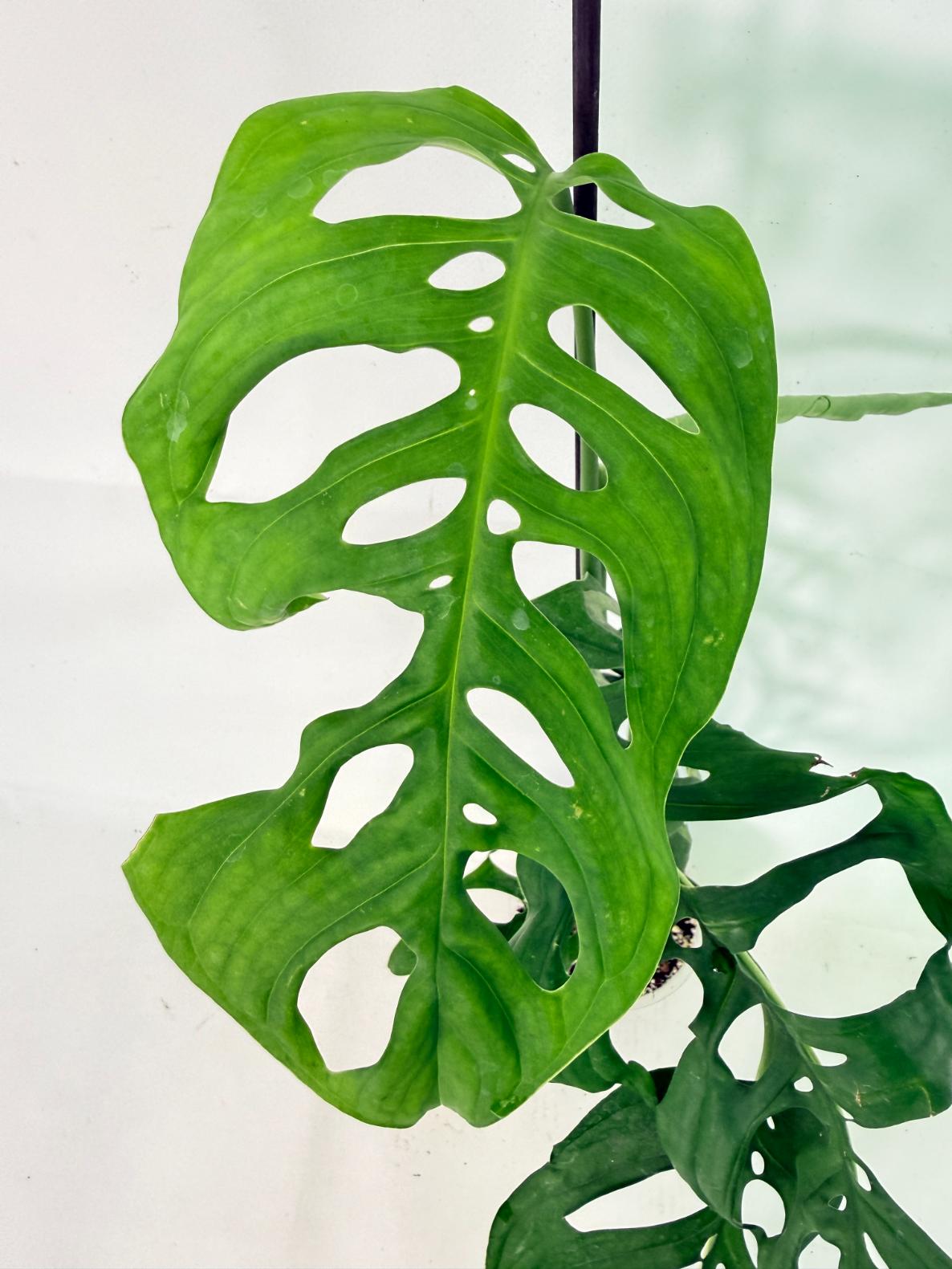 Monstera Epipremnoides Esqueleto 3