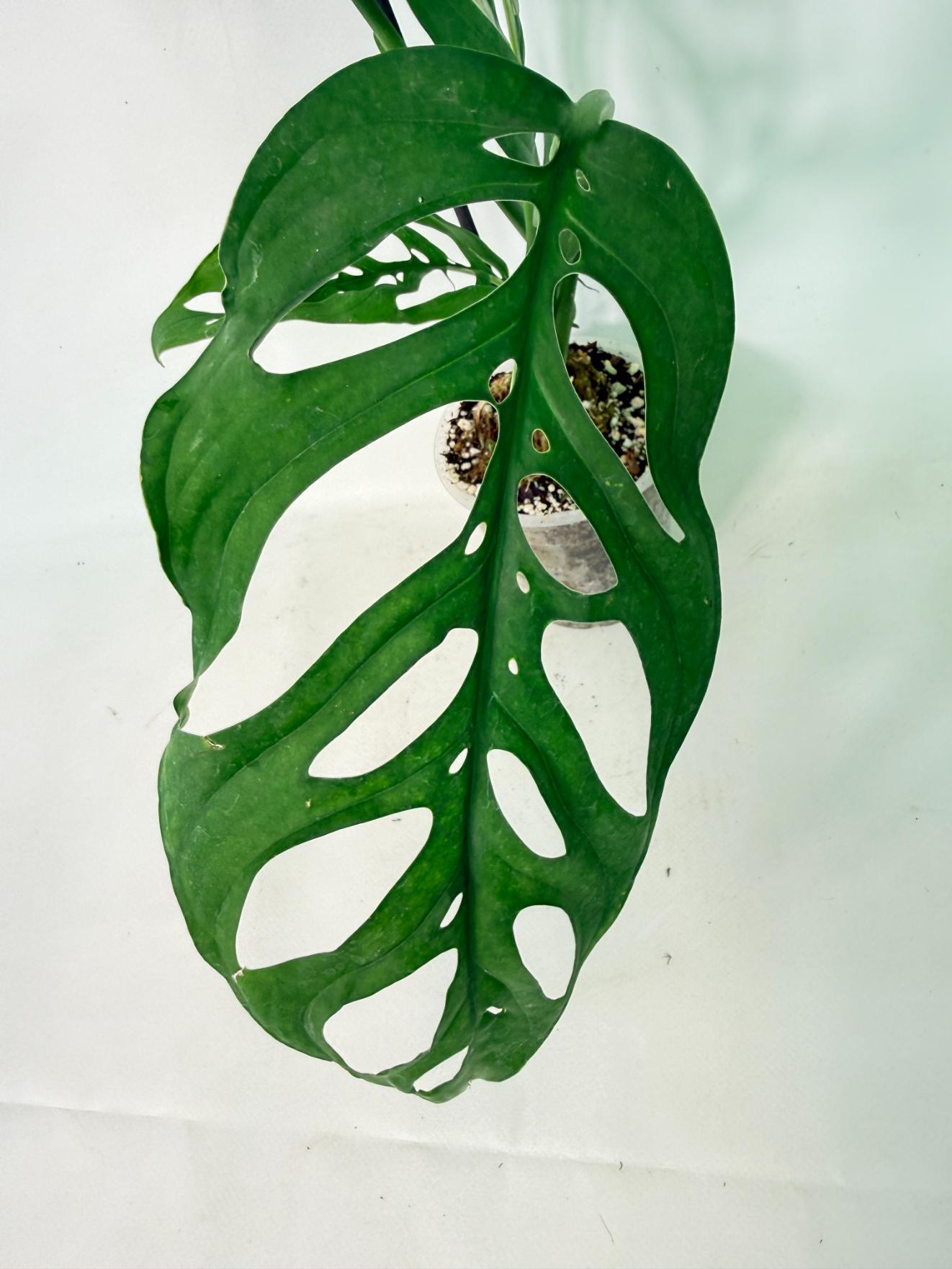 Monstera Epipremnoides Esqueleto 4
