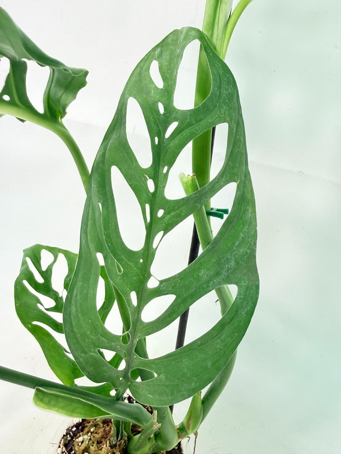 Monstera Epipremnoides Esqueleto 2