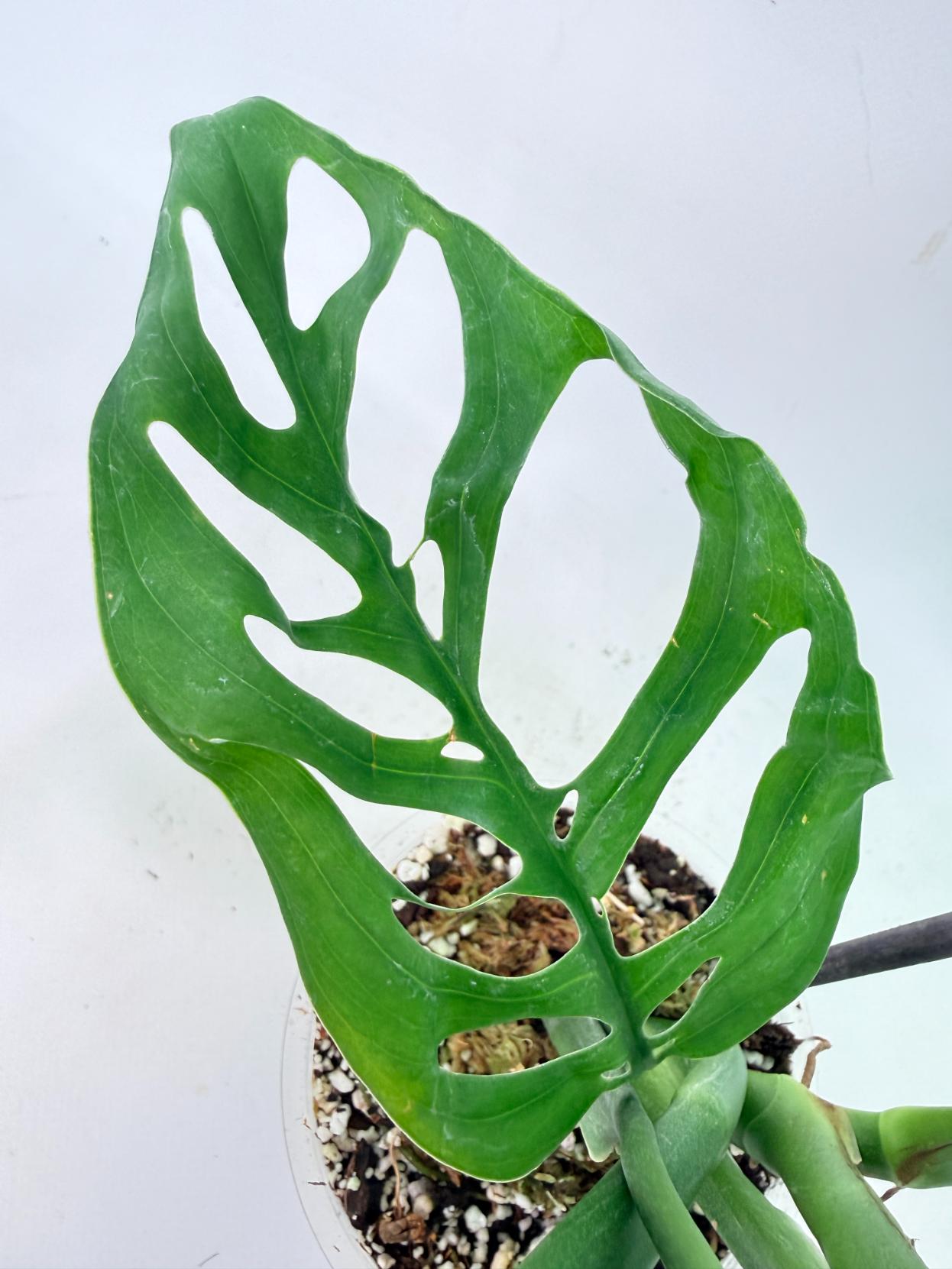 Monstera Epipremnoides Esqueleto 7