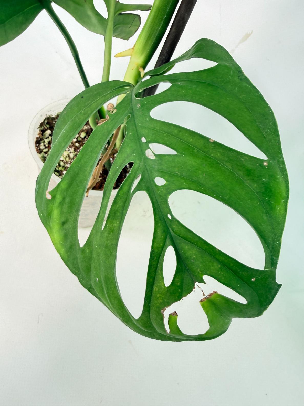 Monstera Epipremnoides Esqueleto 4