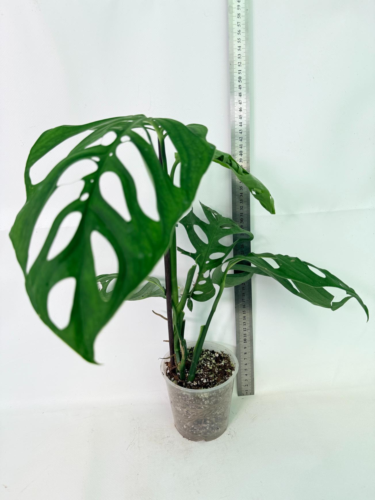 Monstera Epipremnoides Esqueleto 9