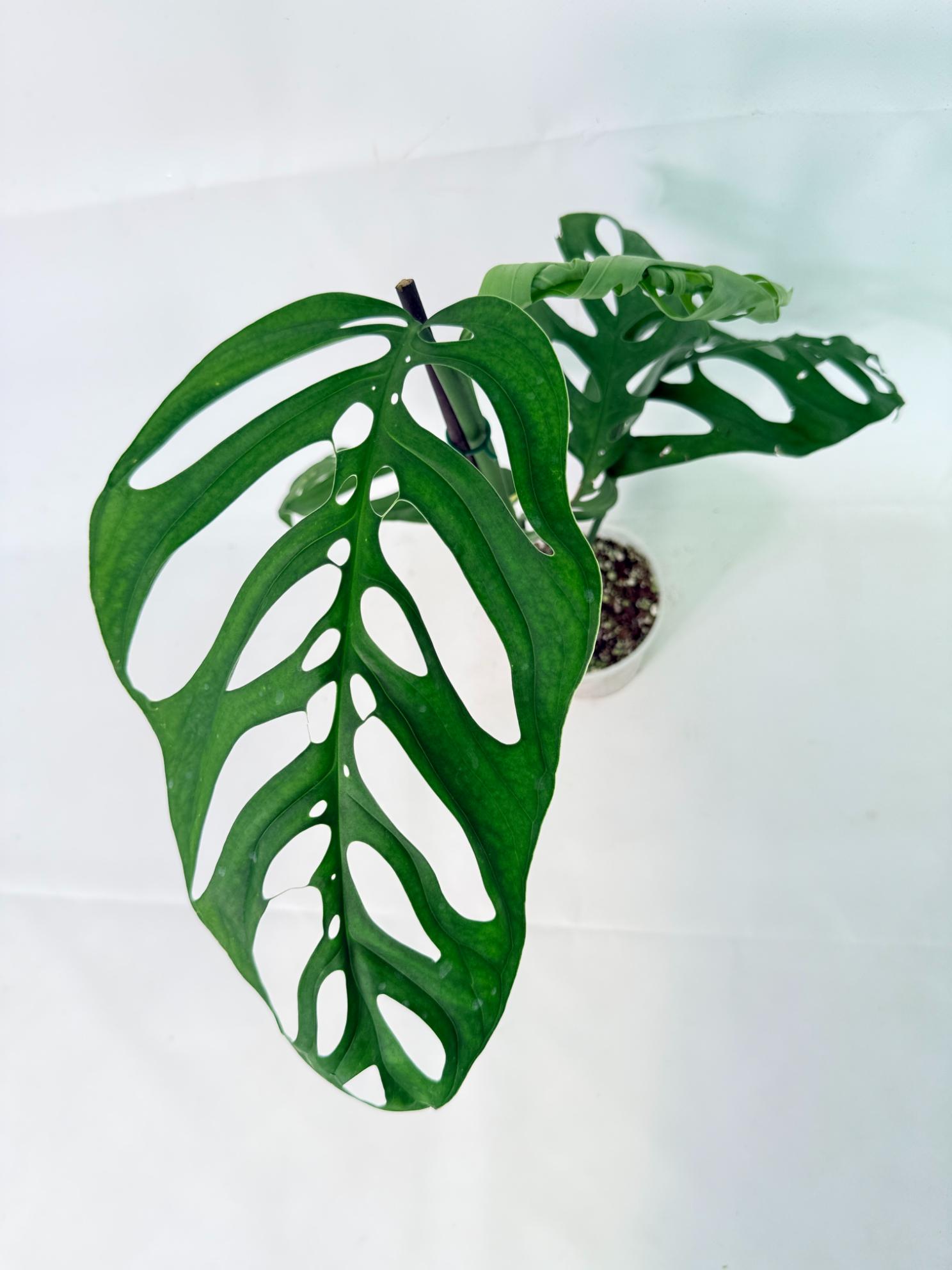 Monstera Epipremnoides Esqueleto 10