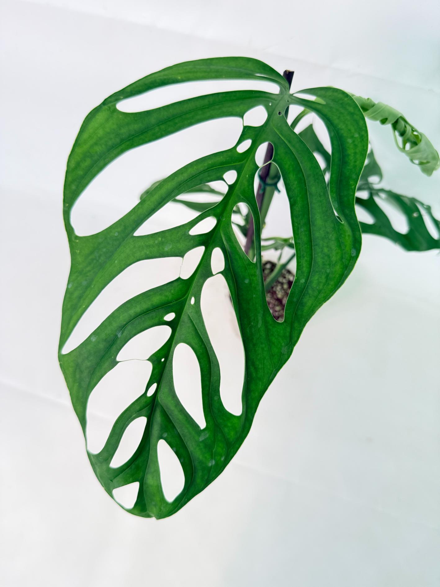Monstera Epipremnoides Esqueleto 2