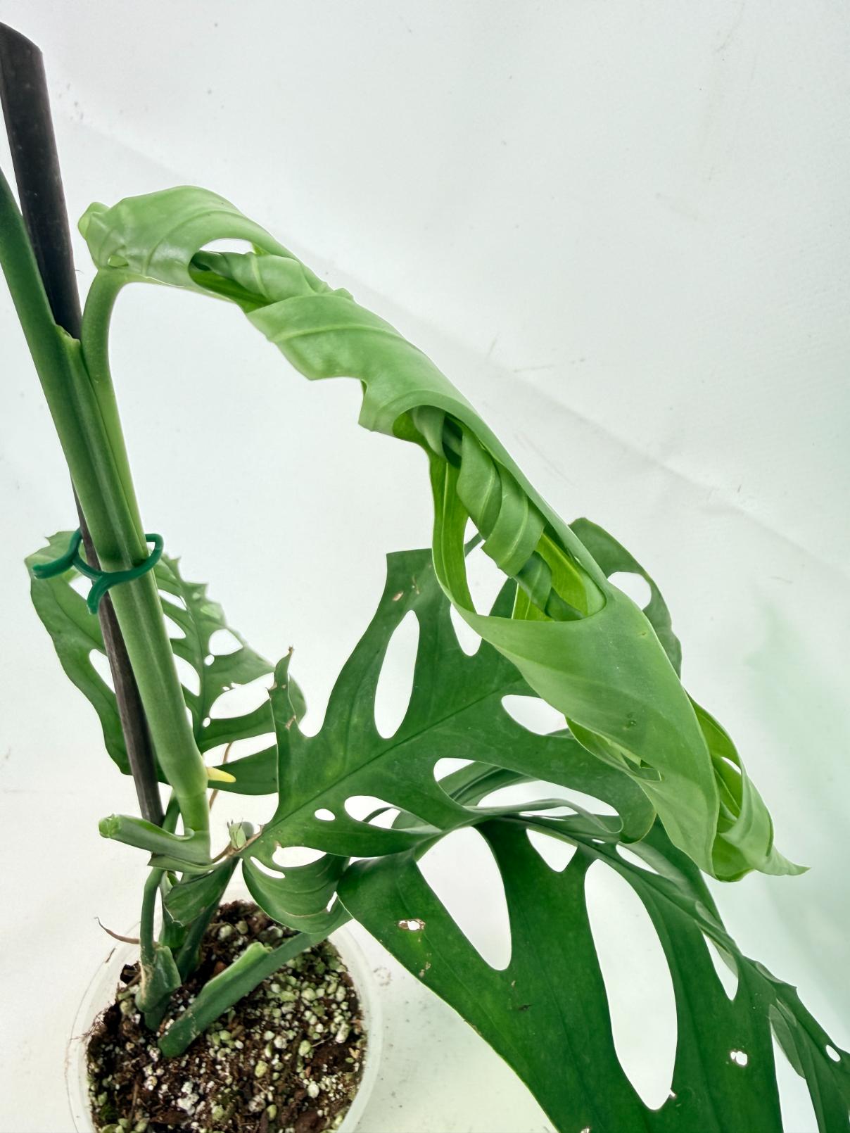 Monstera Epipremnoides Esqueleto 11
