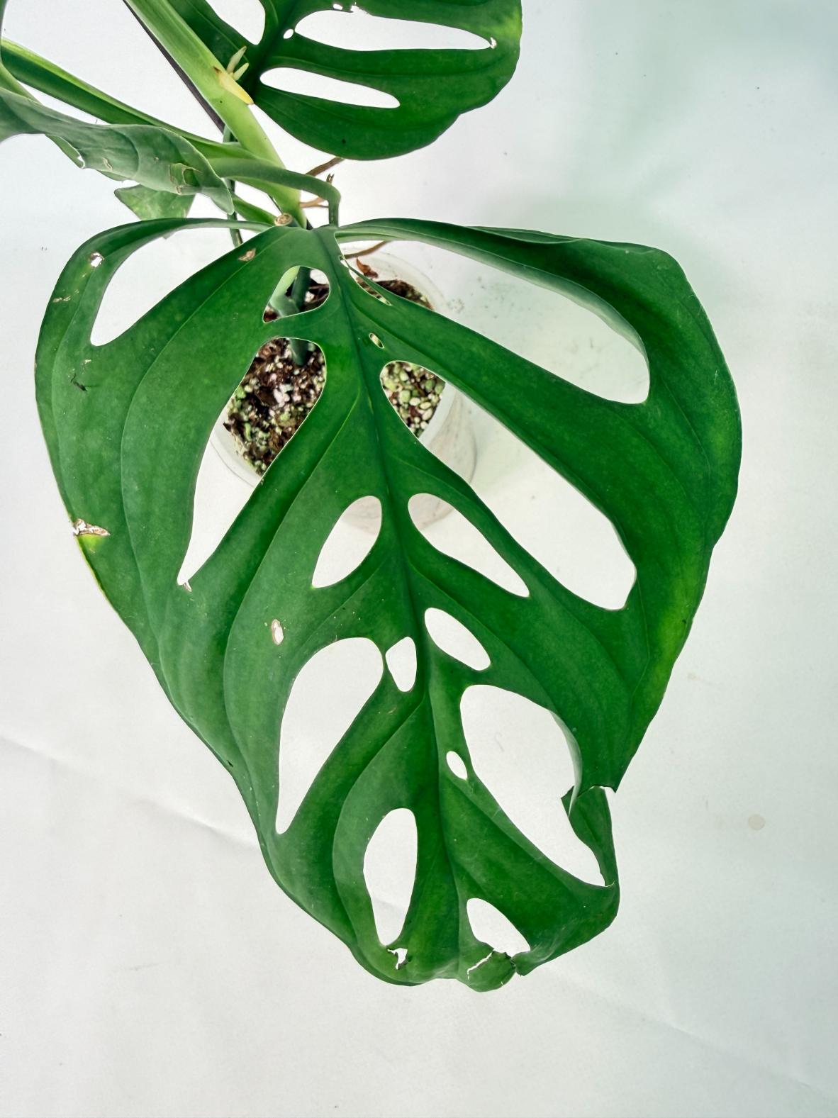 Monstera Epipremnoides Esqueleto 12