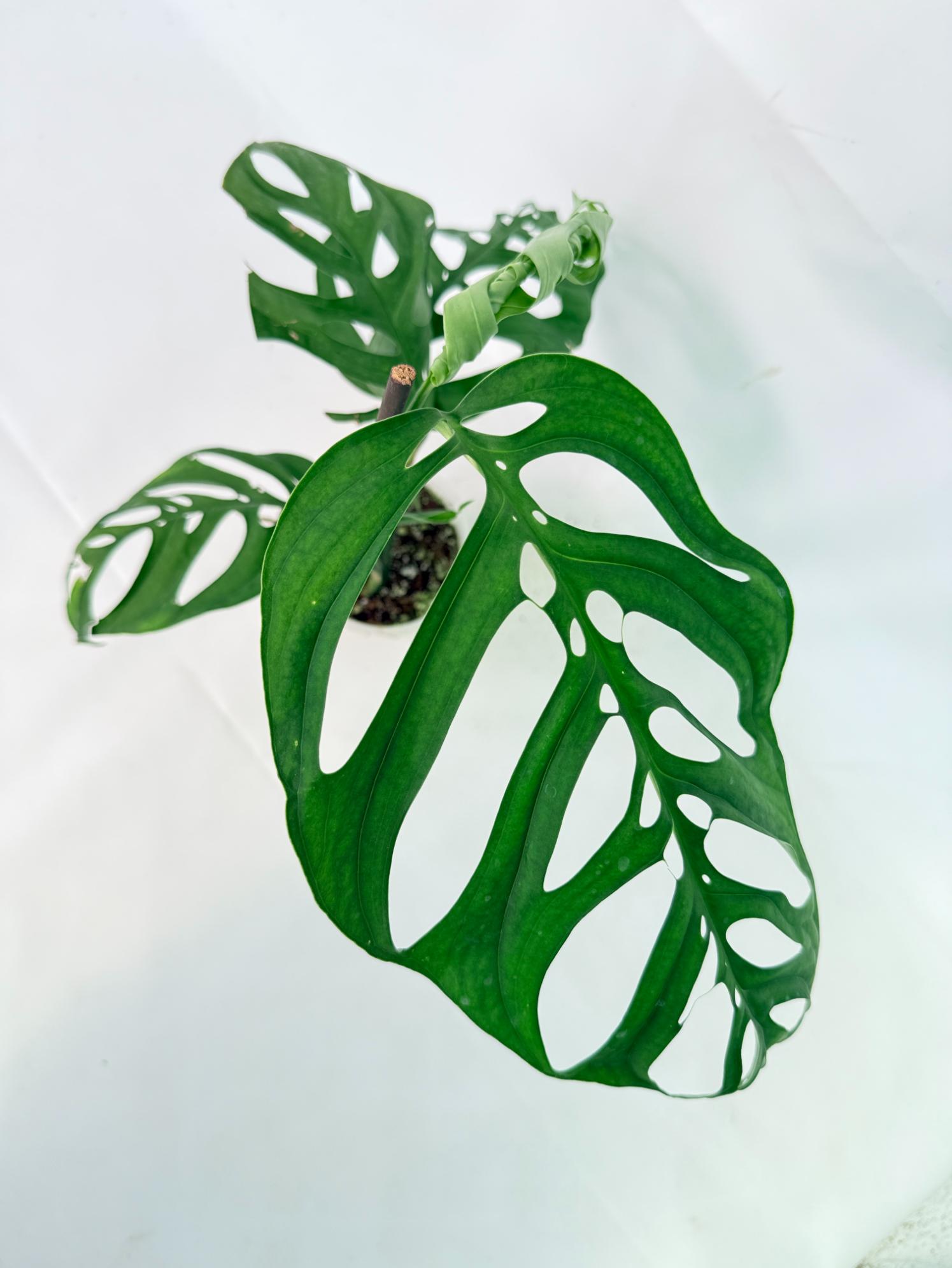 Monstera Epipremnoides Esqueleto 5