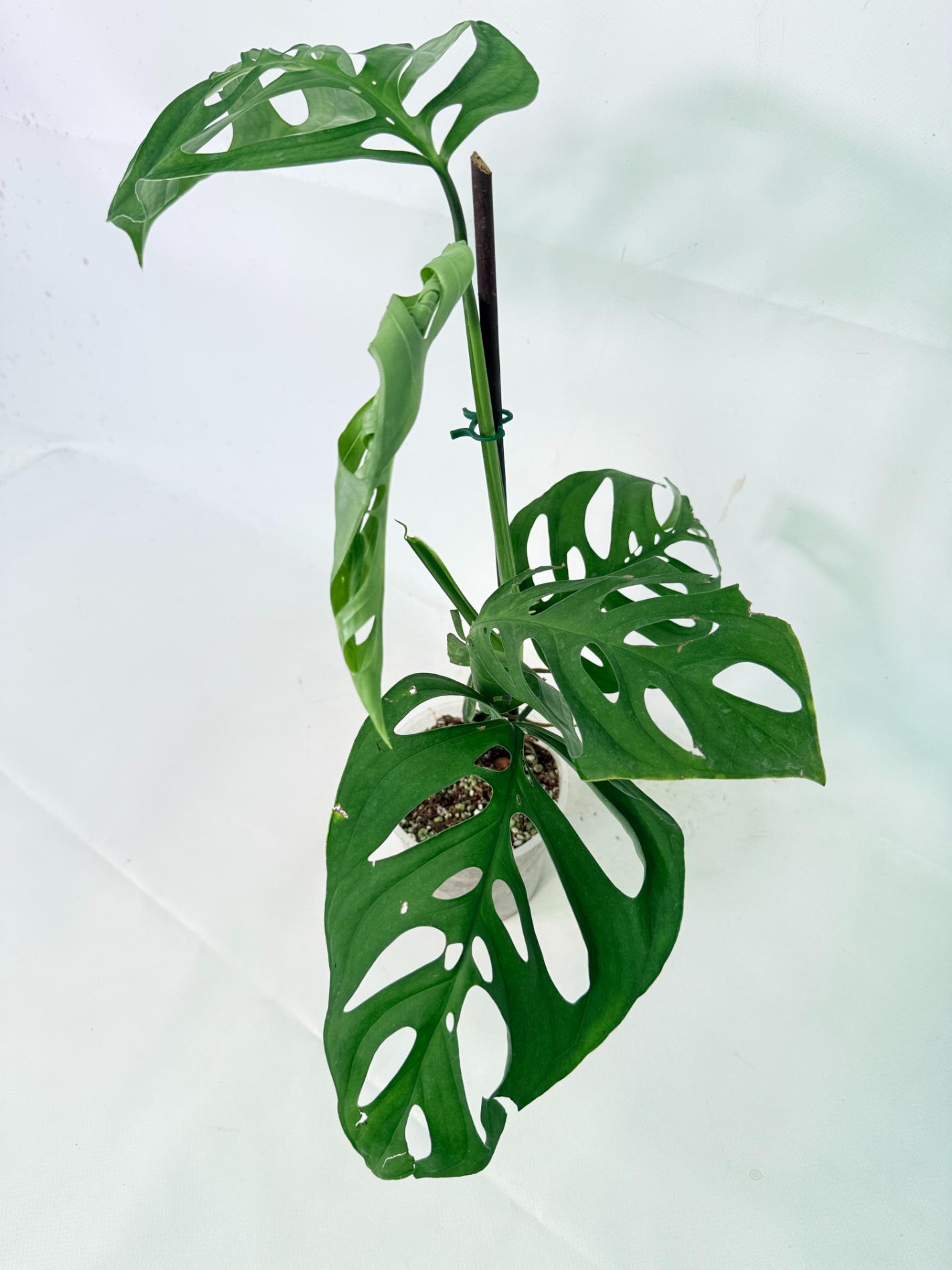 Monstera Epipremnoides Esqueleto 6