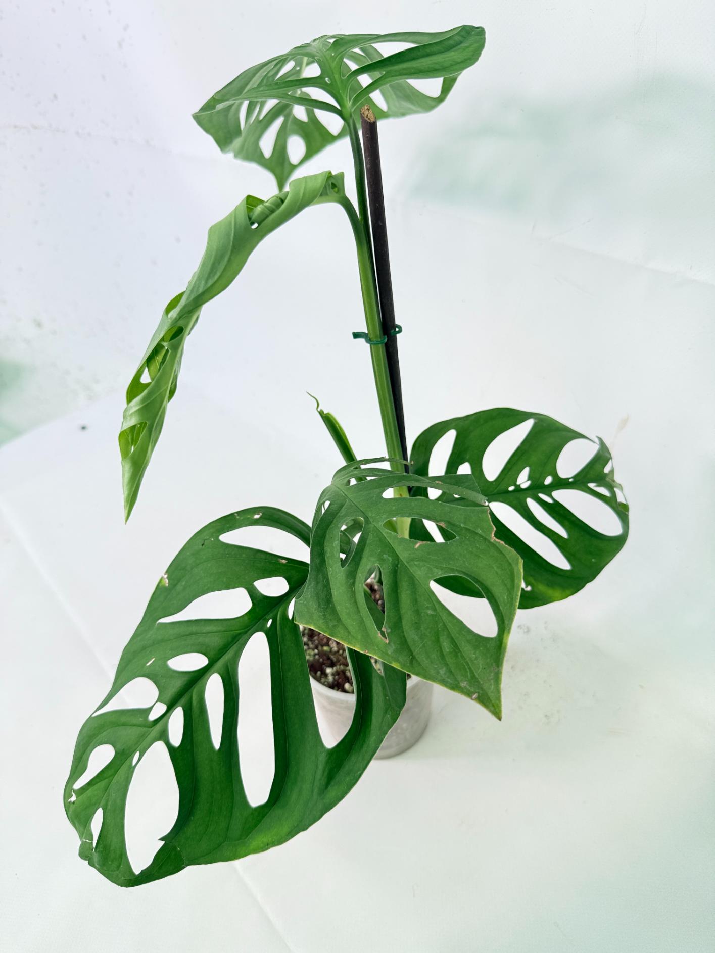Monstera Epipremnoides Esqueleto 1