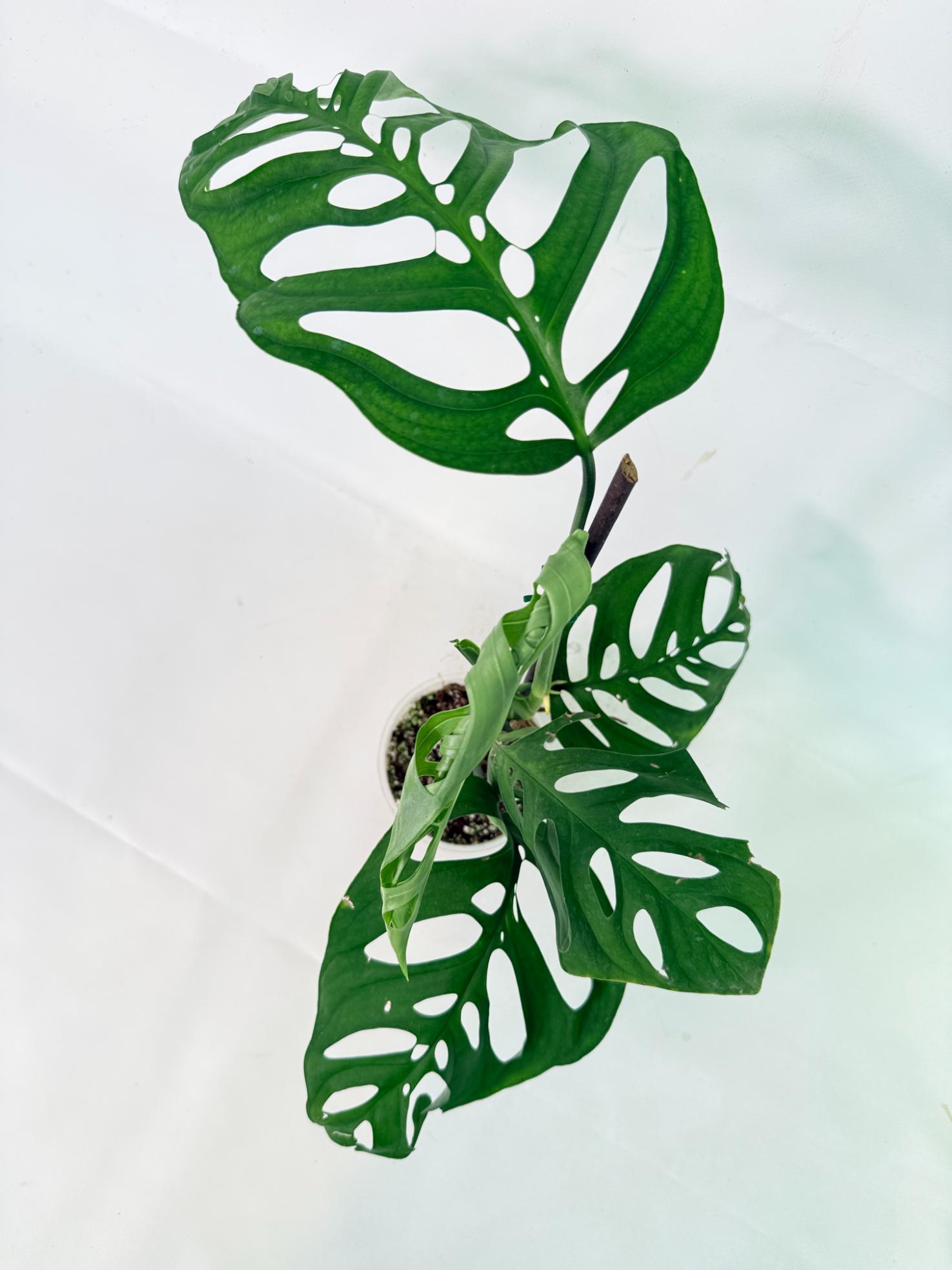 Monstera Epipremnoides Esqueleto 7