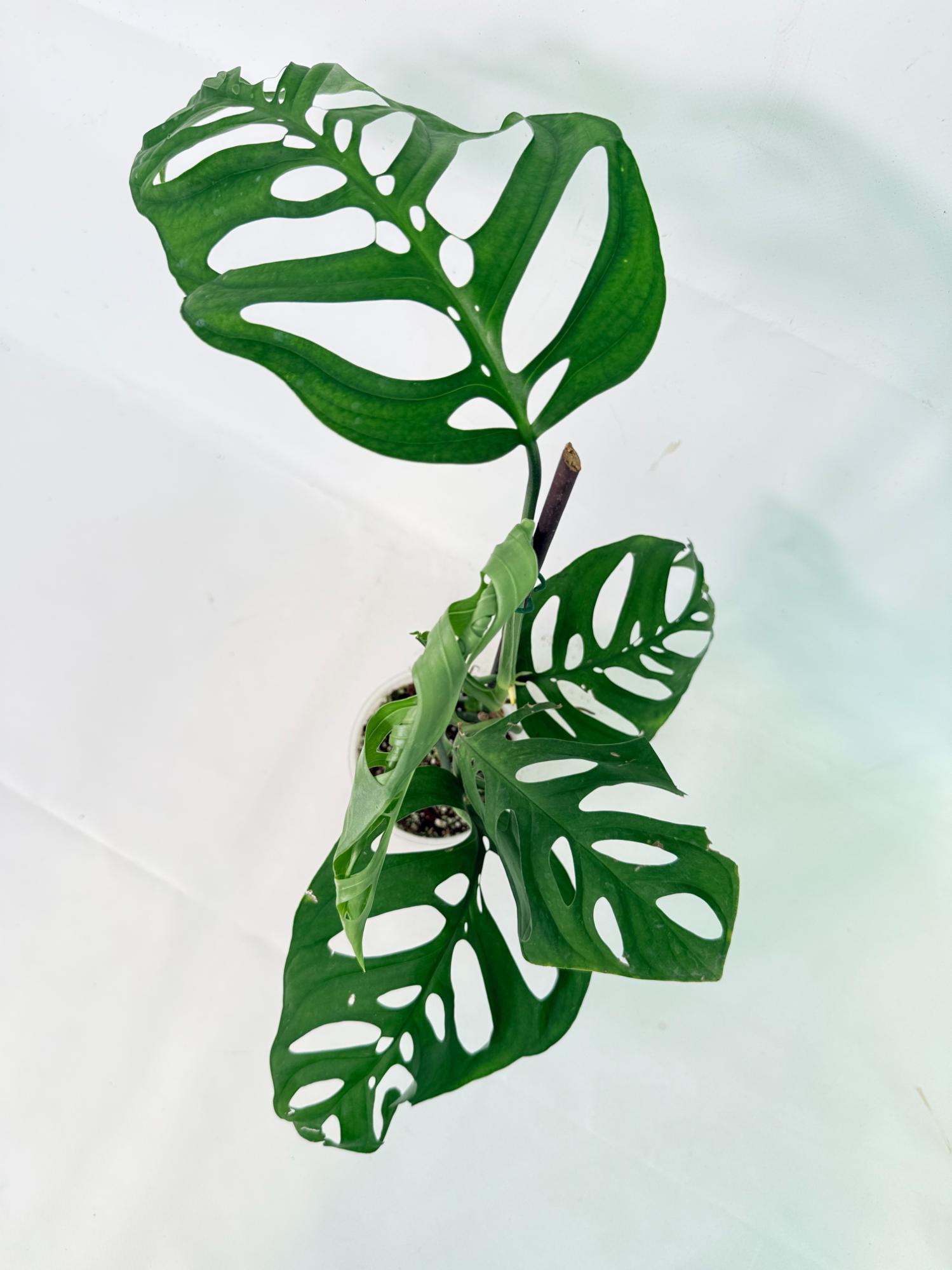 Monstera Epipremnoides Esqueleto 3