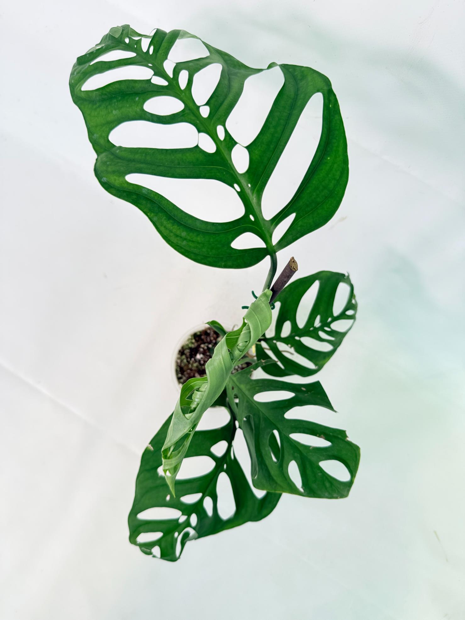 Monstera Epipremnoides Esqueleto 8