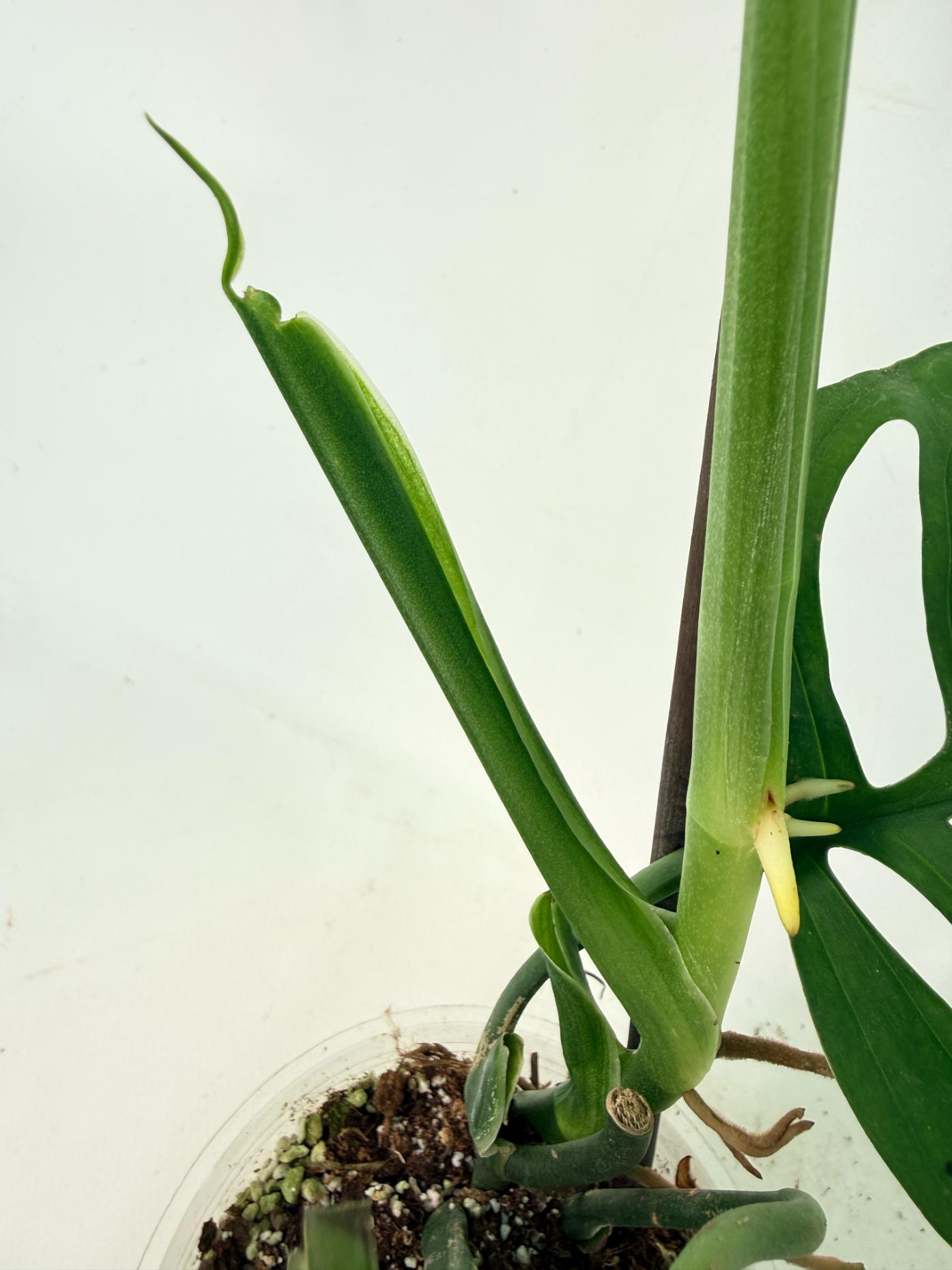 Monstera Epipremnoides Esqueleto 13