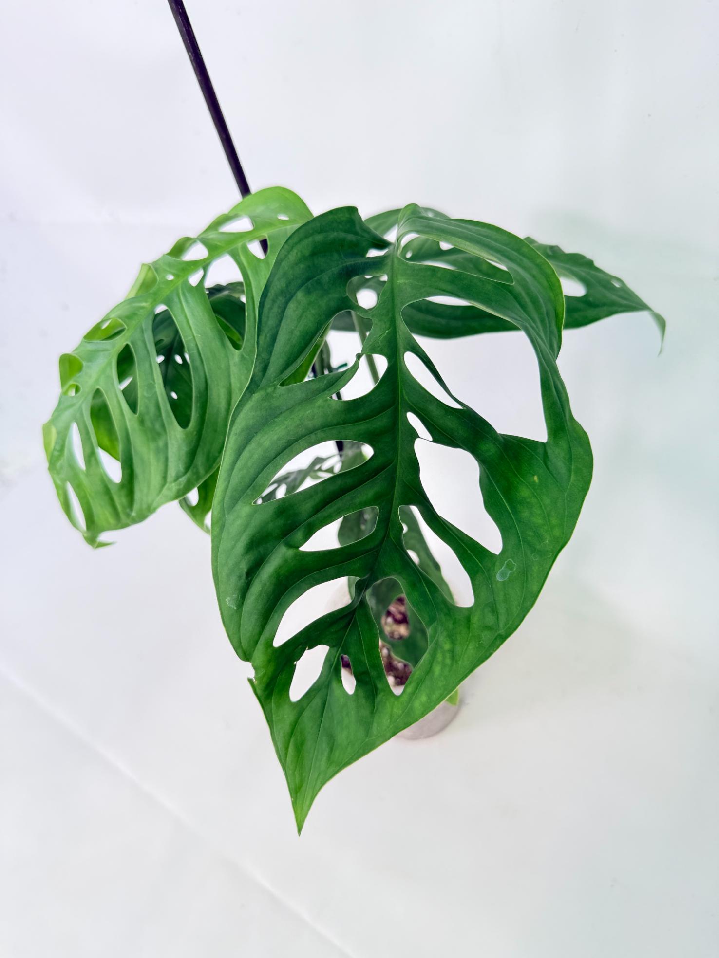 Monstera Epipremnoides Esqueleto 3