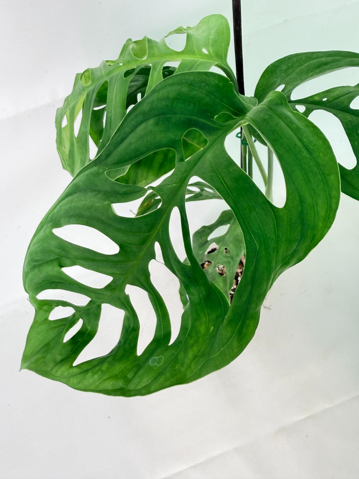 Monstera Epipremnoides Esqueleto 9
