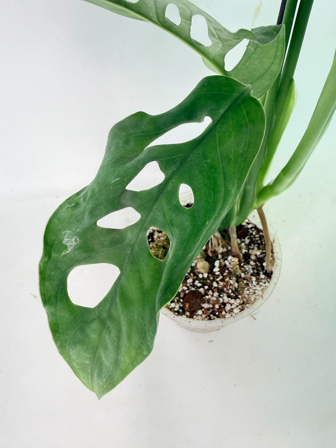 Monstera Epipremnoides Esqueleto 10