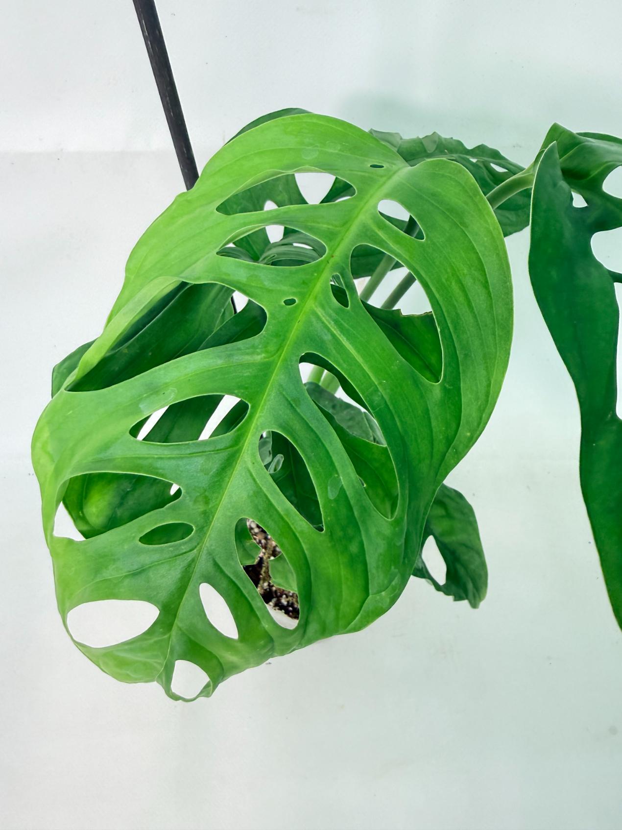 Monstera Epipremnoides Esqueleto 11
