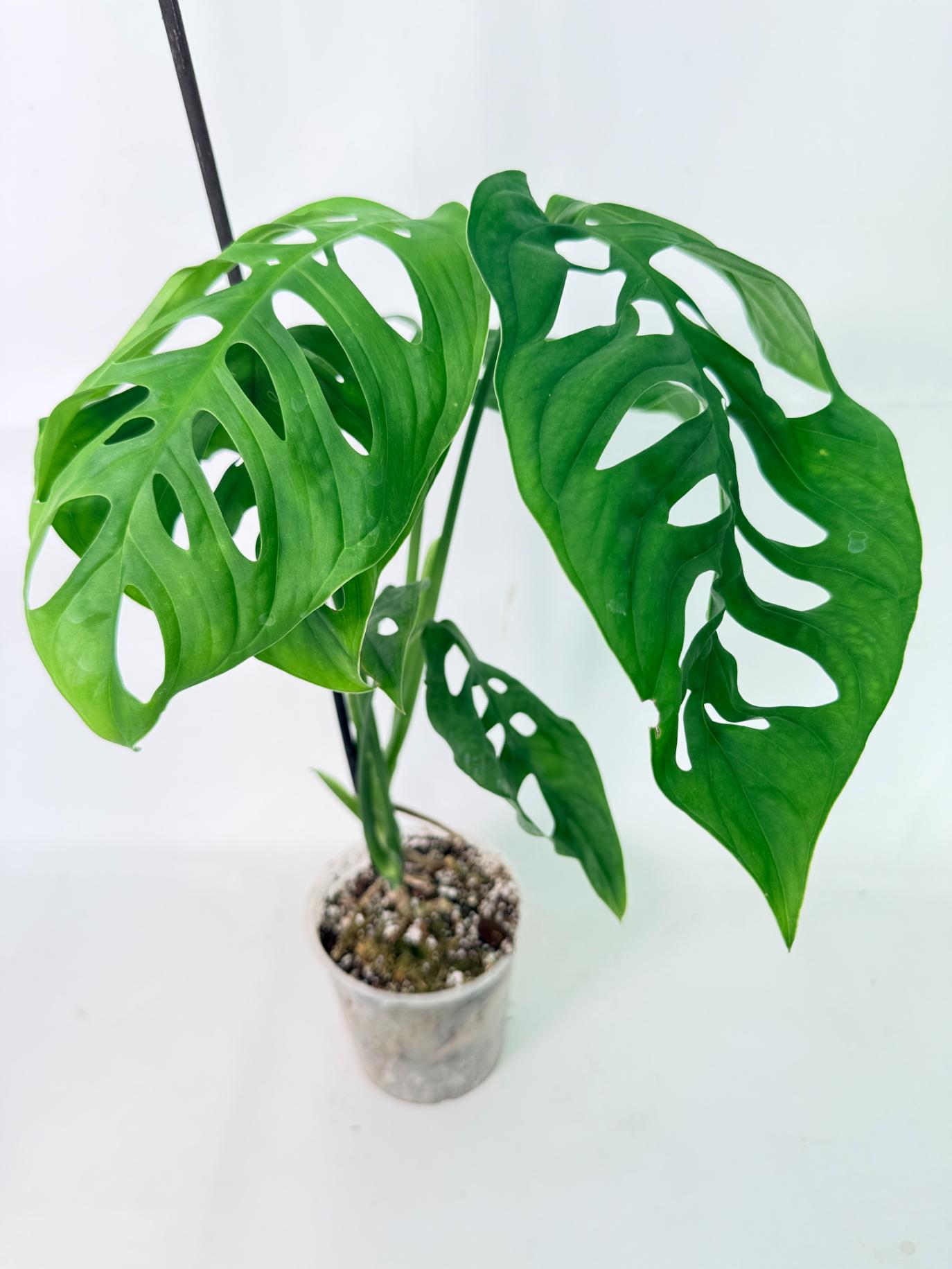 Monstera Epipremnoides Esqueleto 2