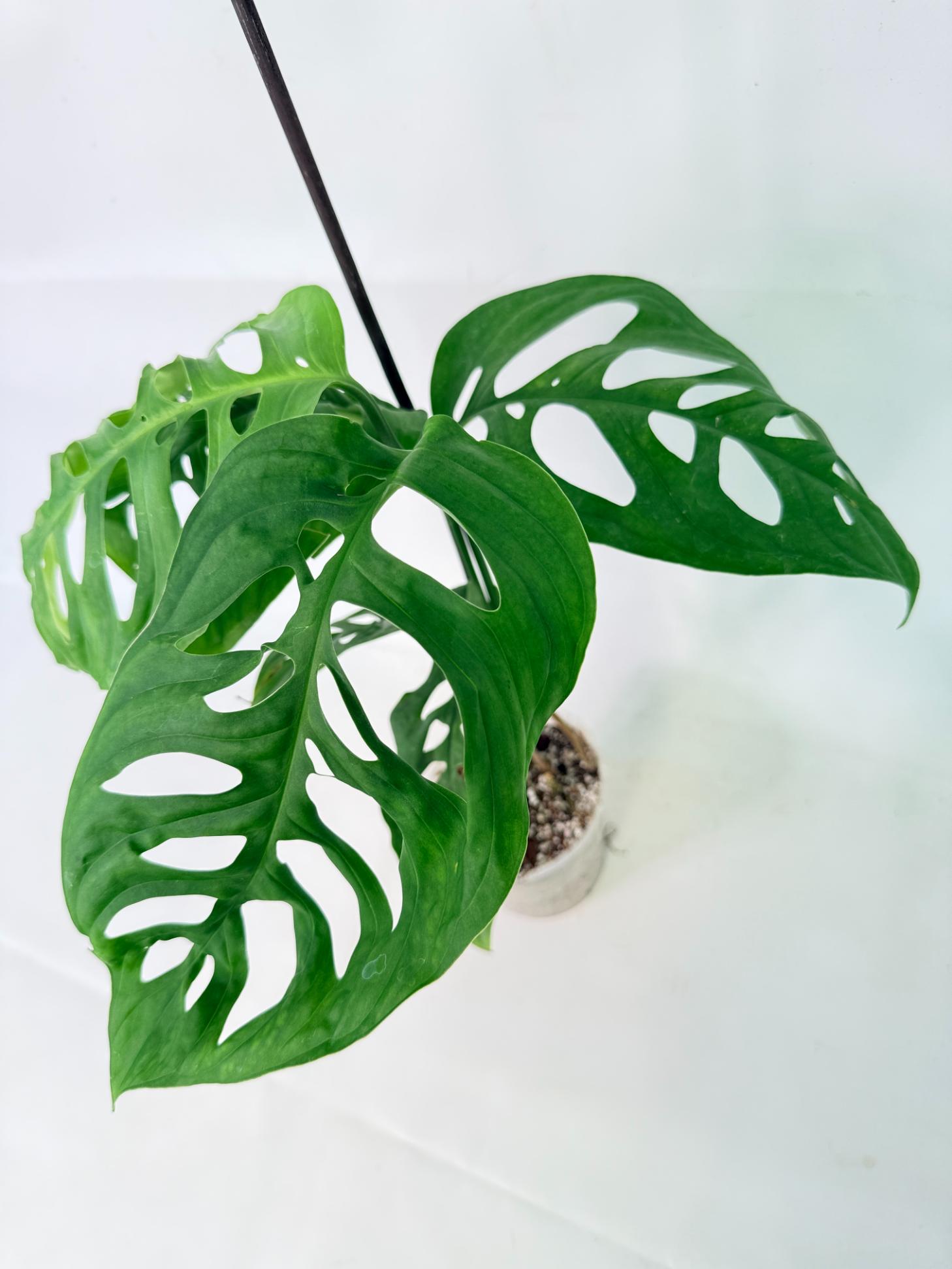 Monstera Epipremnoides Esqueleto 4