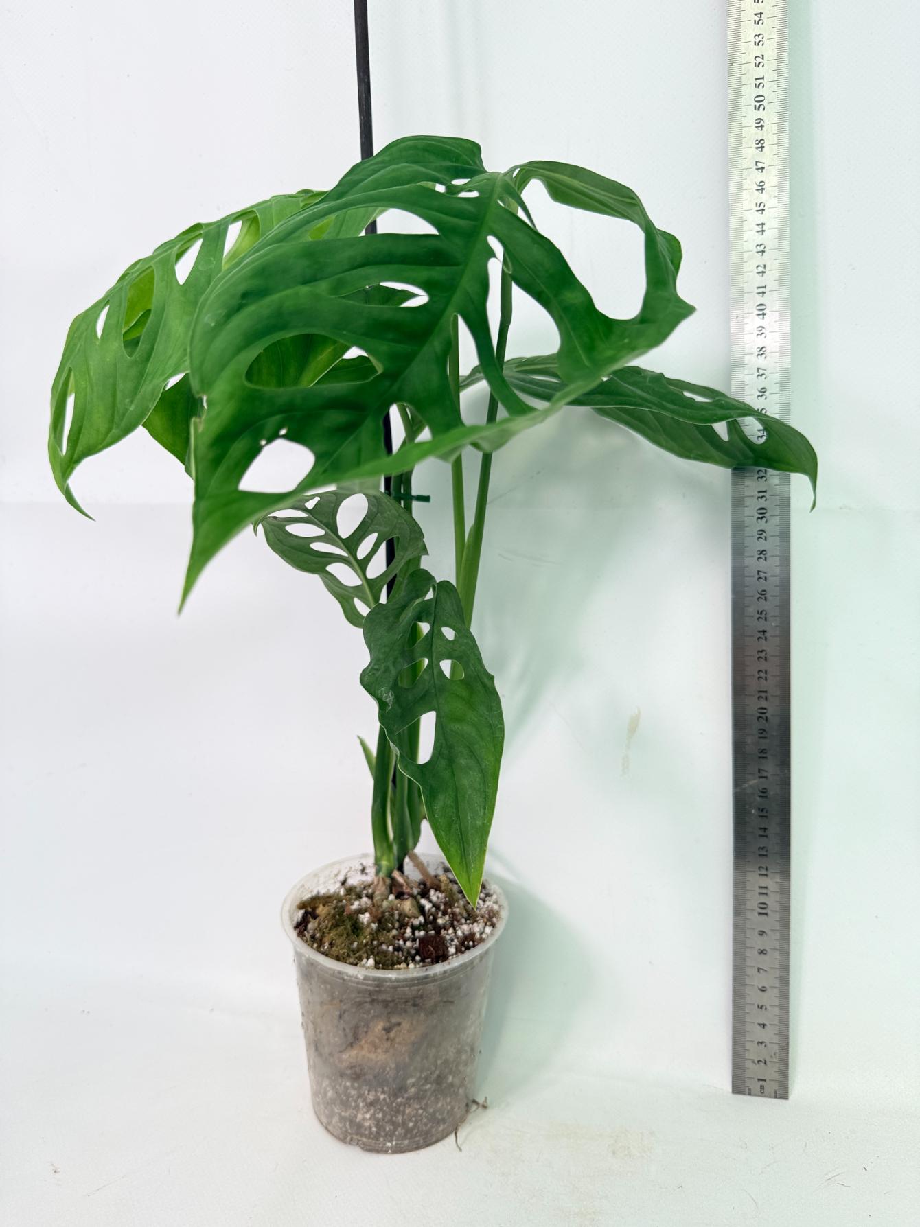 Monstera Epipremnoides Esqueleto 1
