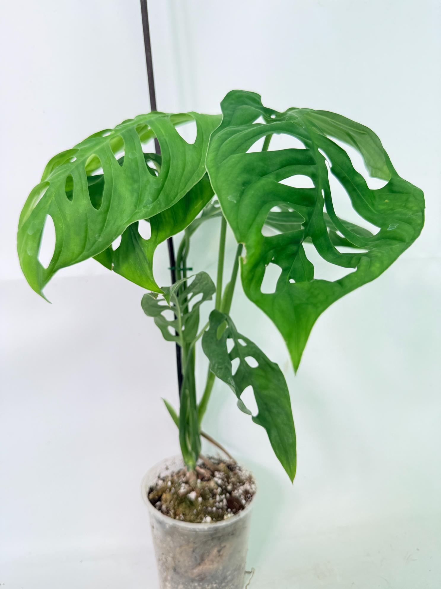 Monstera Epipremnoides Esqueleto 5