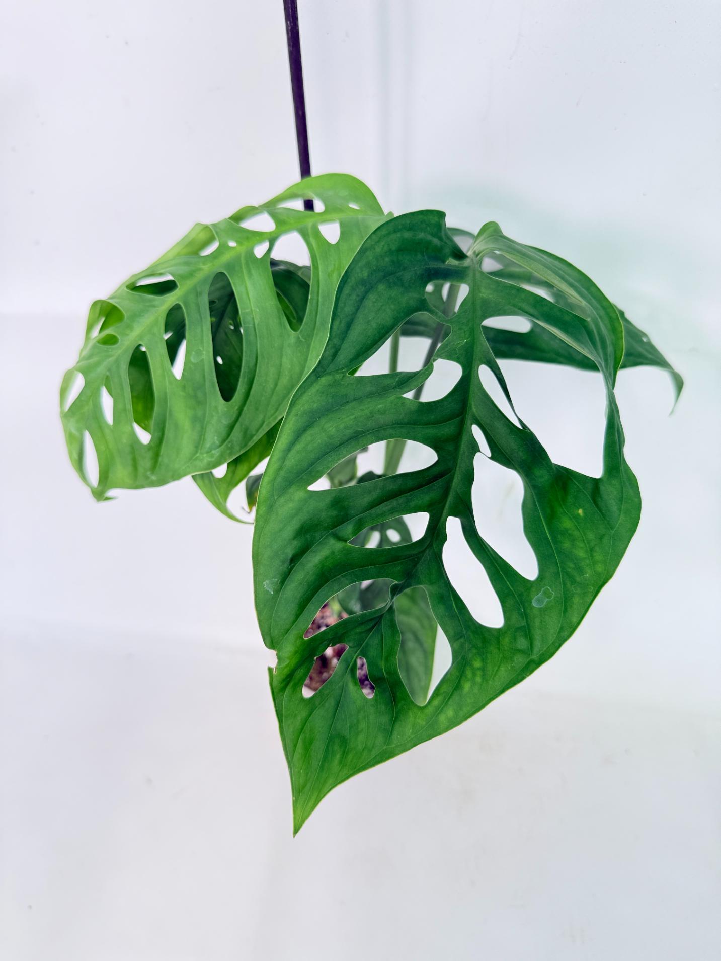 Monstera Epipremnoides Esqueleto 6