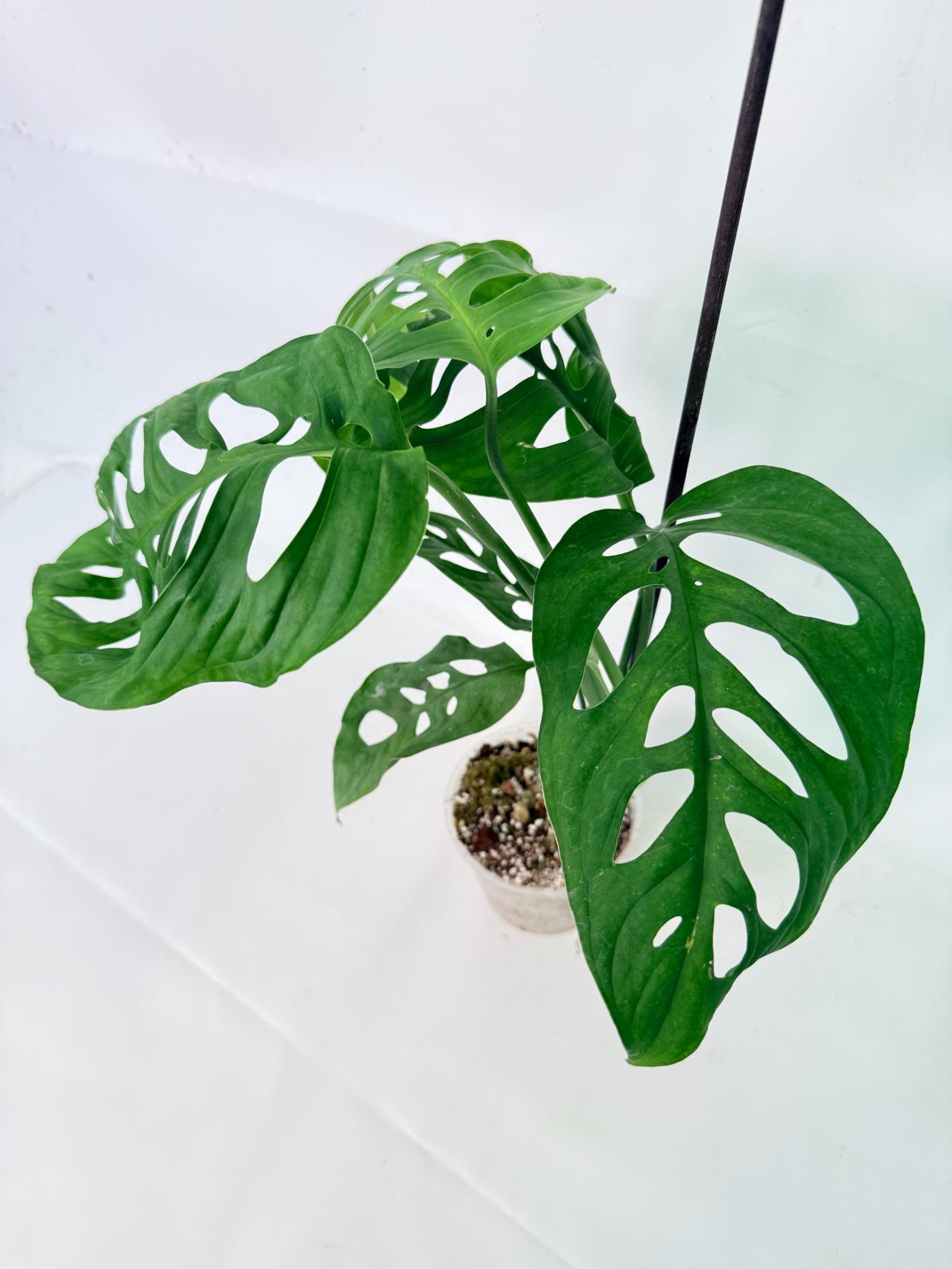 Monstera Epipremnoides Esqueleto 7