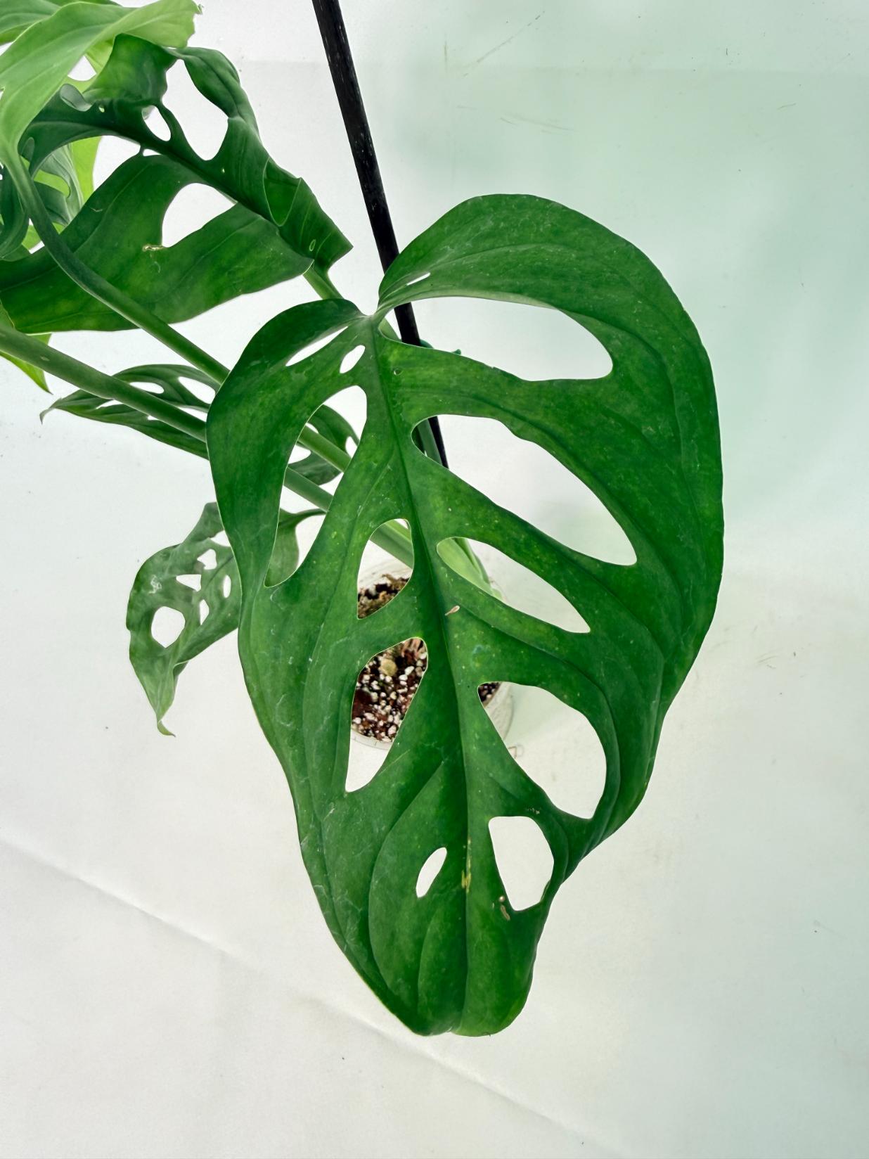 Monstera Epipremnoides Esqueleto 8