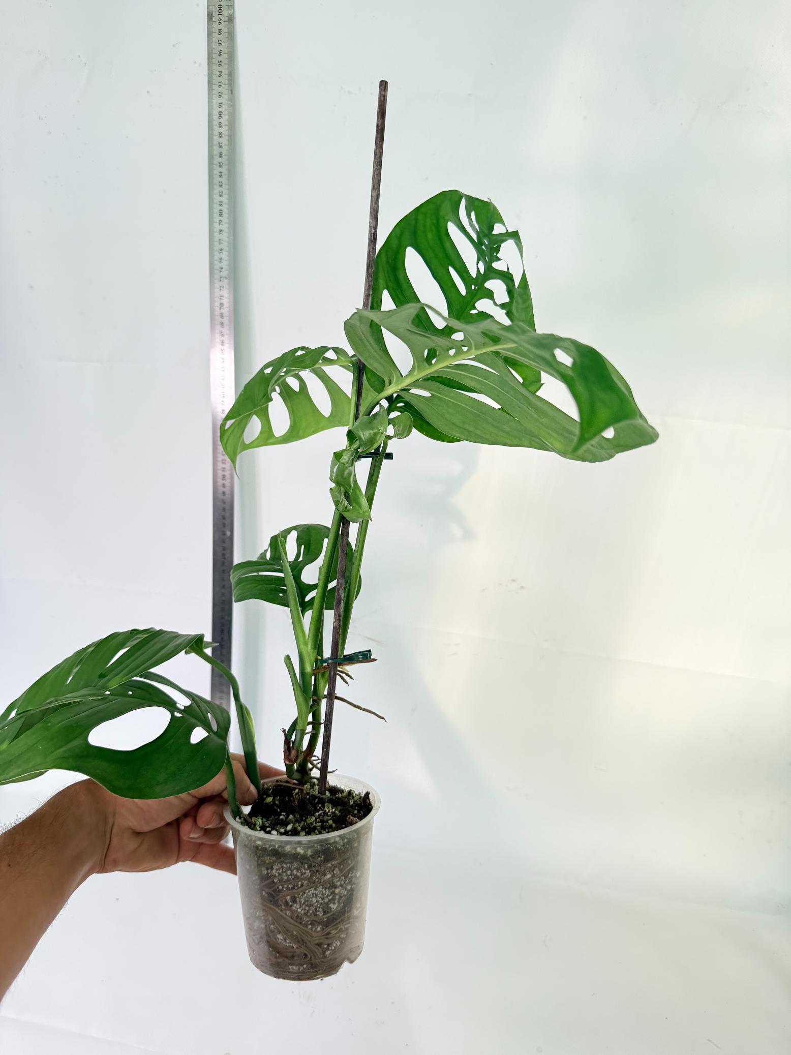 Monstera Epipremnoides Esqueleto 9