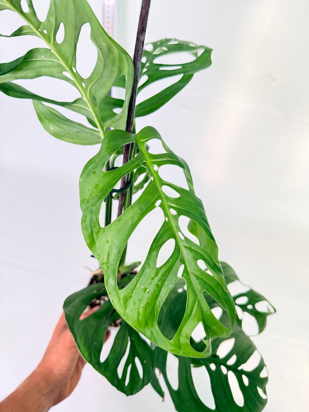 Monstera Epipremnoides Esqueleto 10