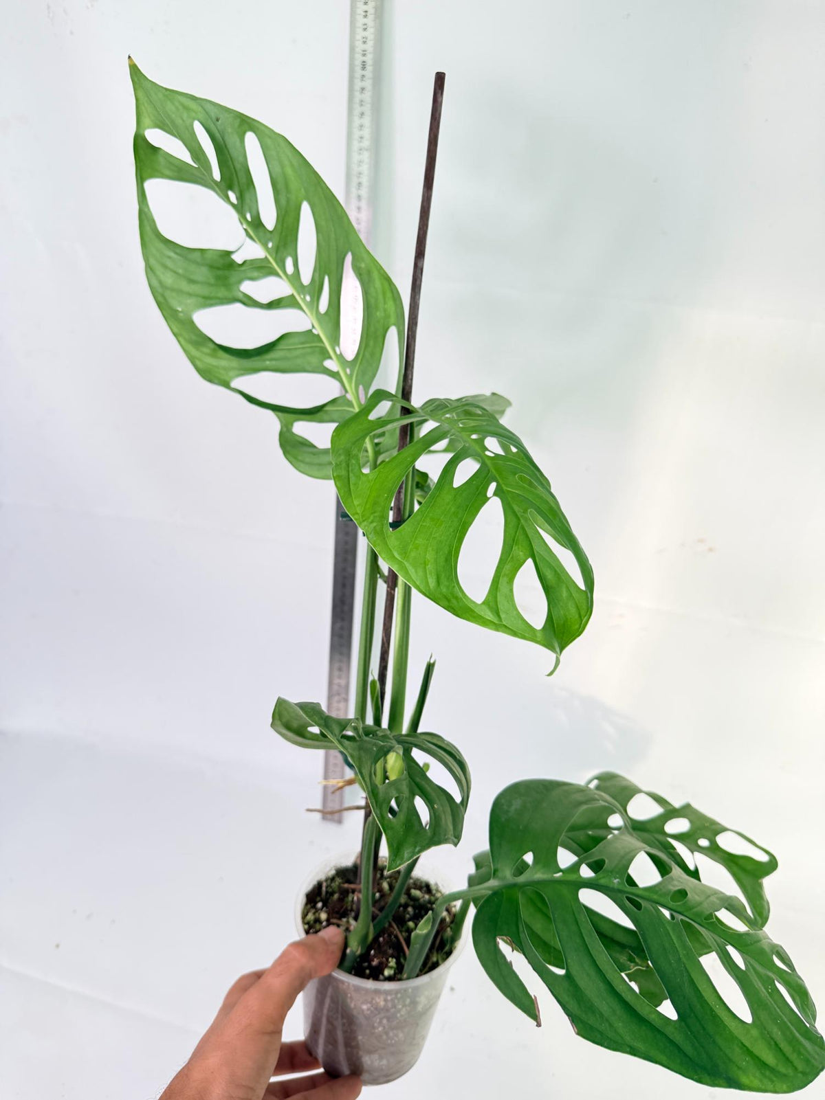 Monstera Epipremnoides Esqueleto 5