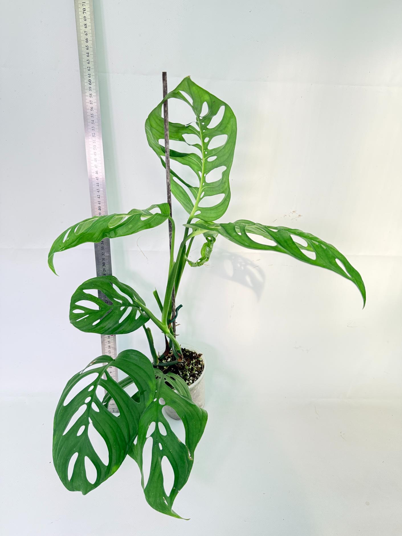 Monstera Epipremnoides Esqueleto 6