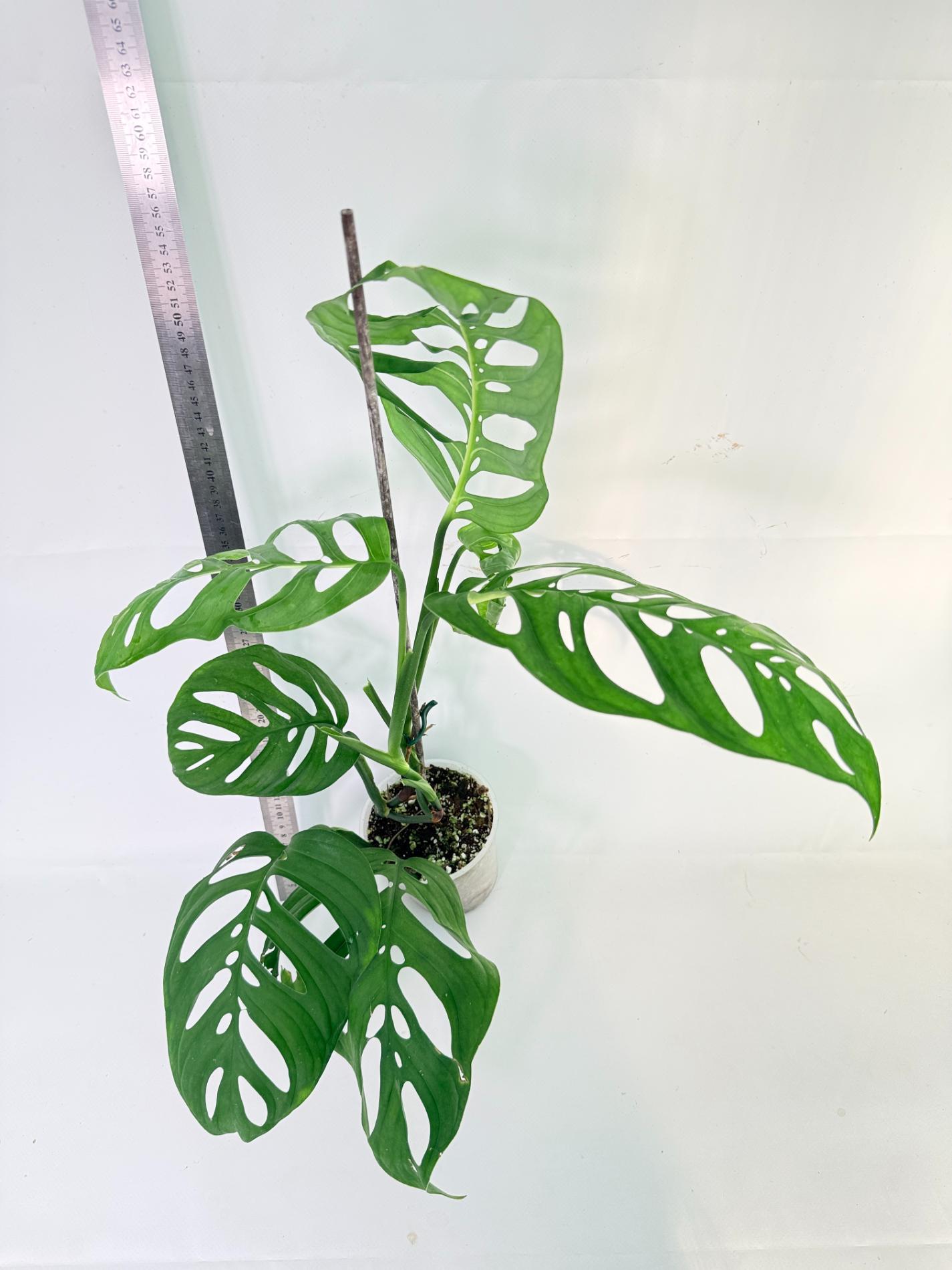 Monstera Epipremnoides Esqueleto 1