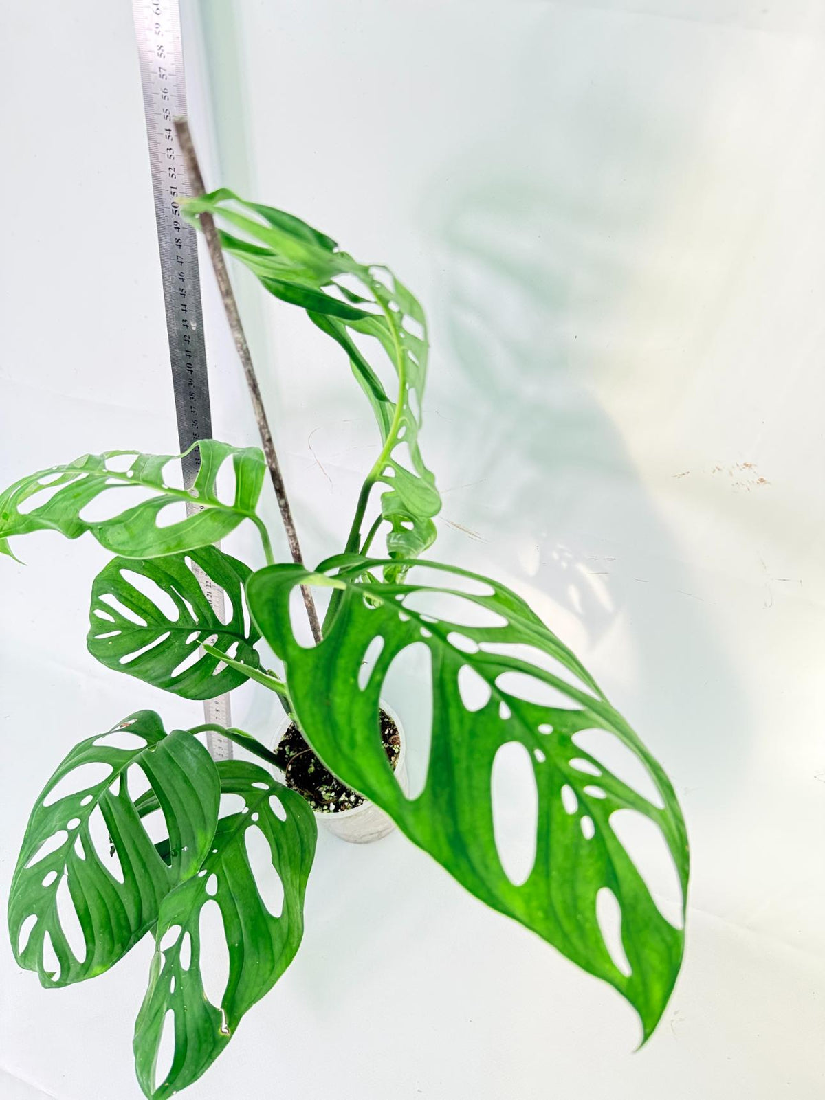 Monstera Epipremnoides Esqueleto 2