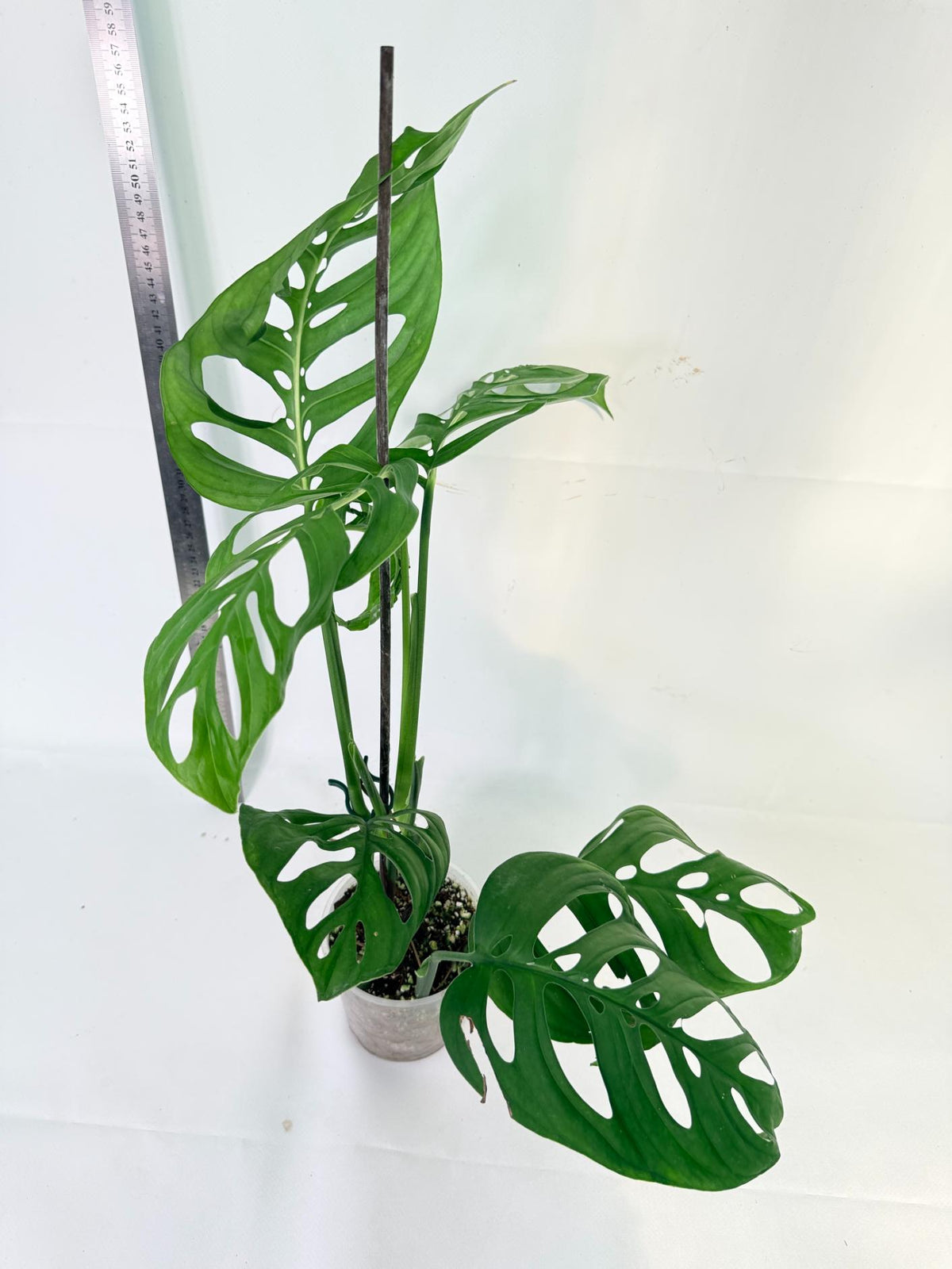 Monstera Epipremnoides Esqueleto 7