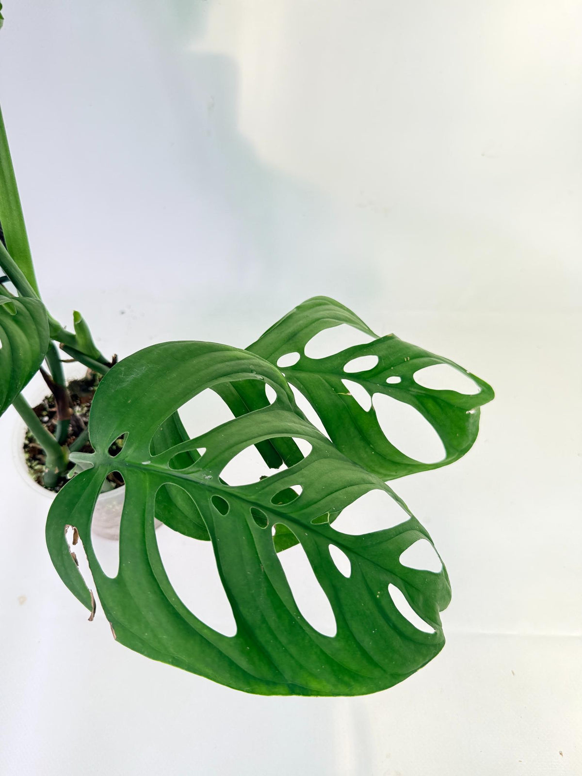 Monstera Epipremnoides Esqueleto 3