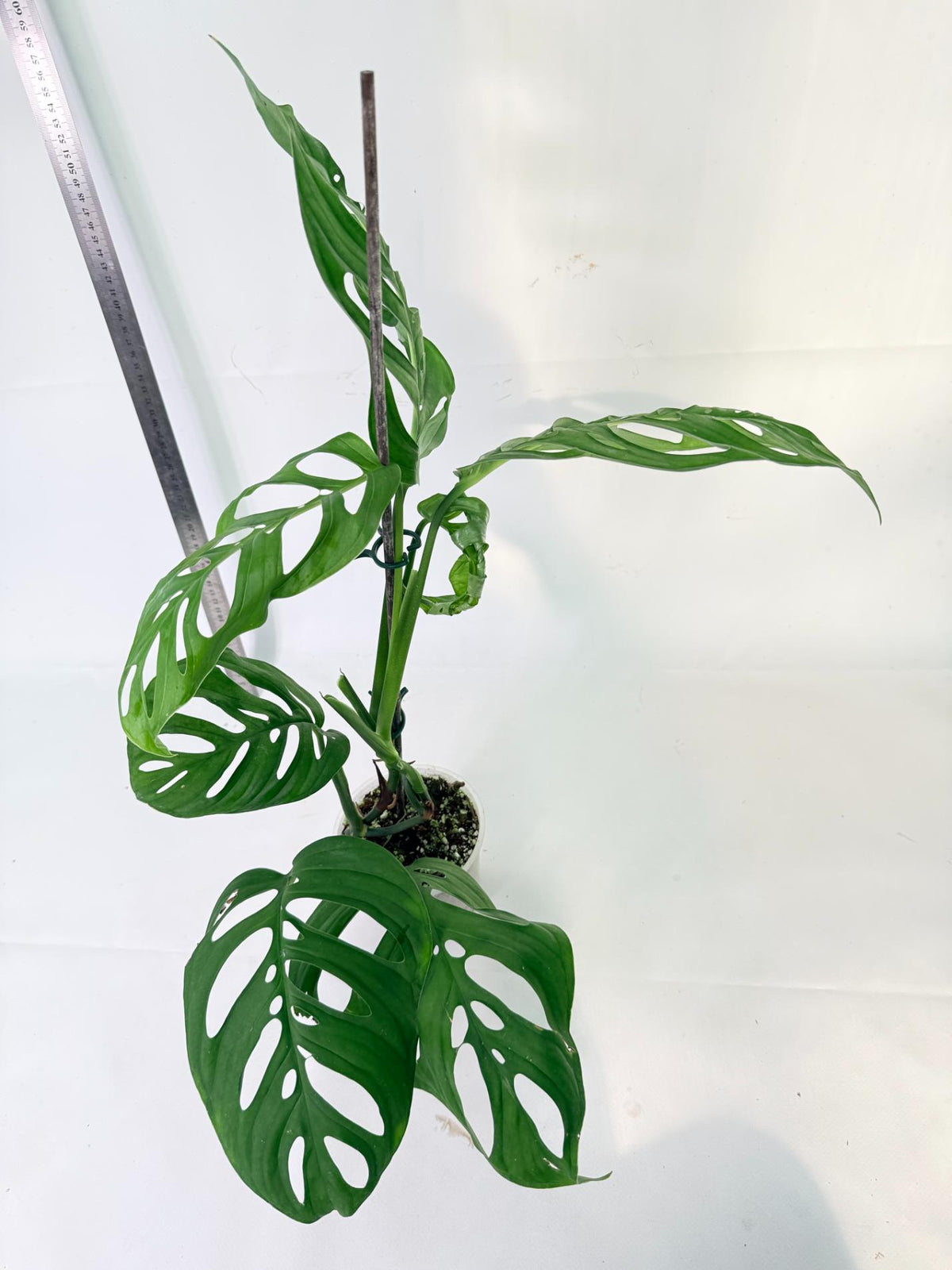 Monstera Epipremnoides Esqueleto 4