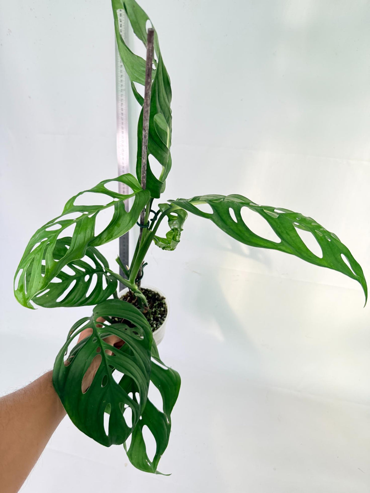 Monstera Epipremnoides Esqueleto 8