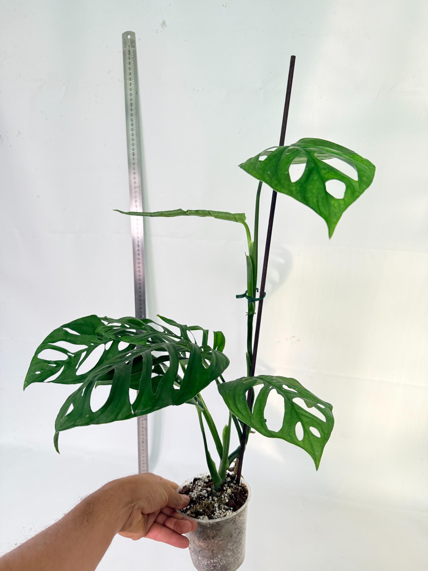 Monstera Epipremnoides Esqueleto 3