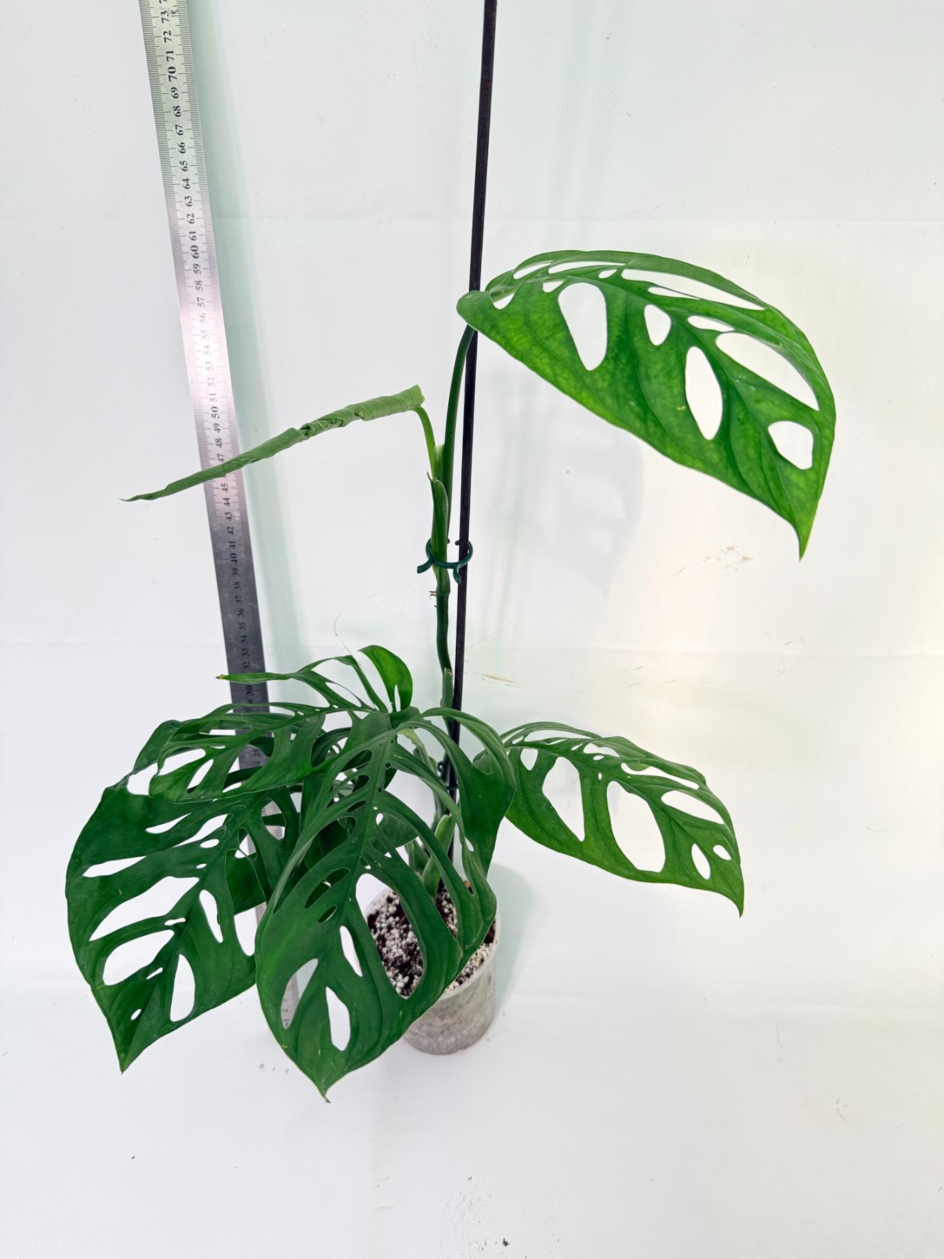 Monstera Epipremnoides Esqueleto 1